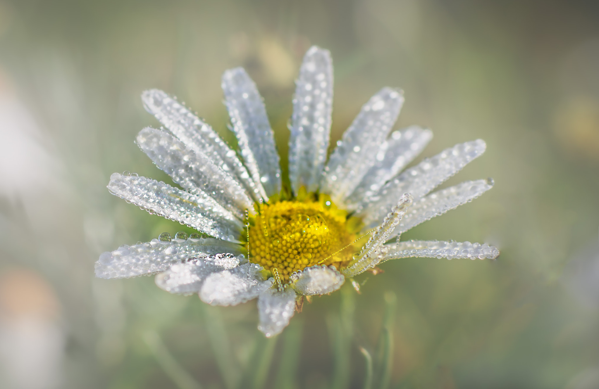 Nikon D810 sample photo. Diamonds are daisy's best friends photography