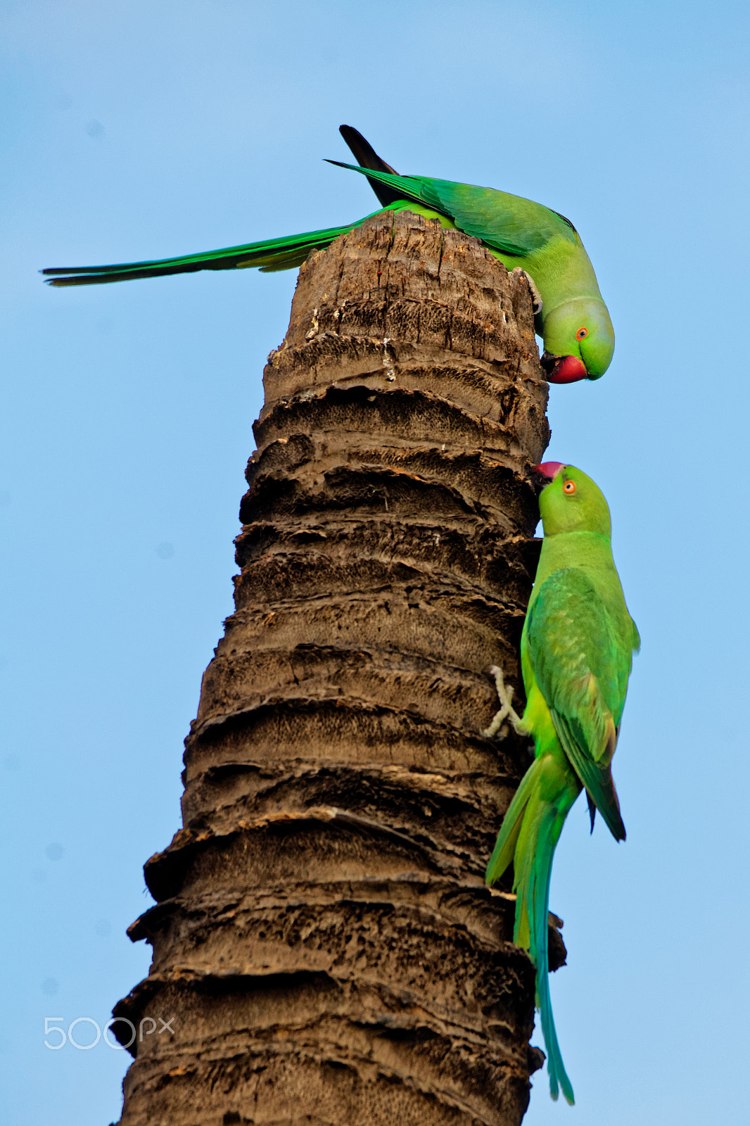 Sigma 150-500mm F5-6.3 DG OS HSM sample photo. Two rose-ringed parakeets photography
