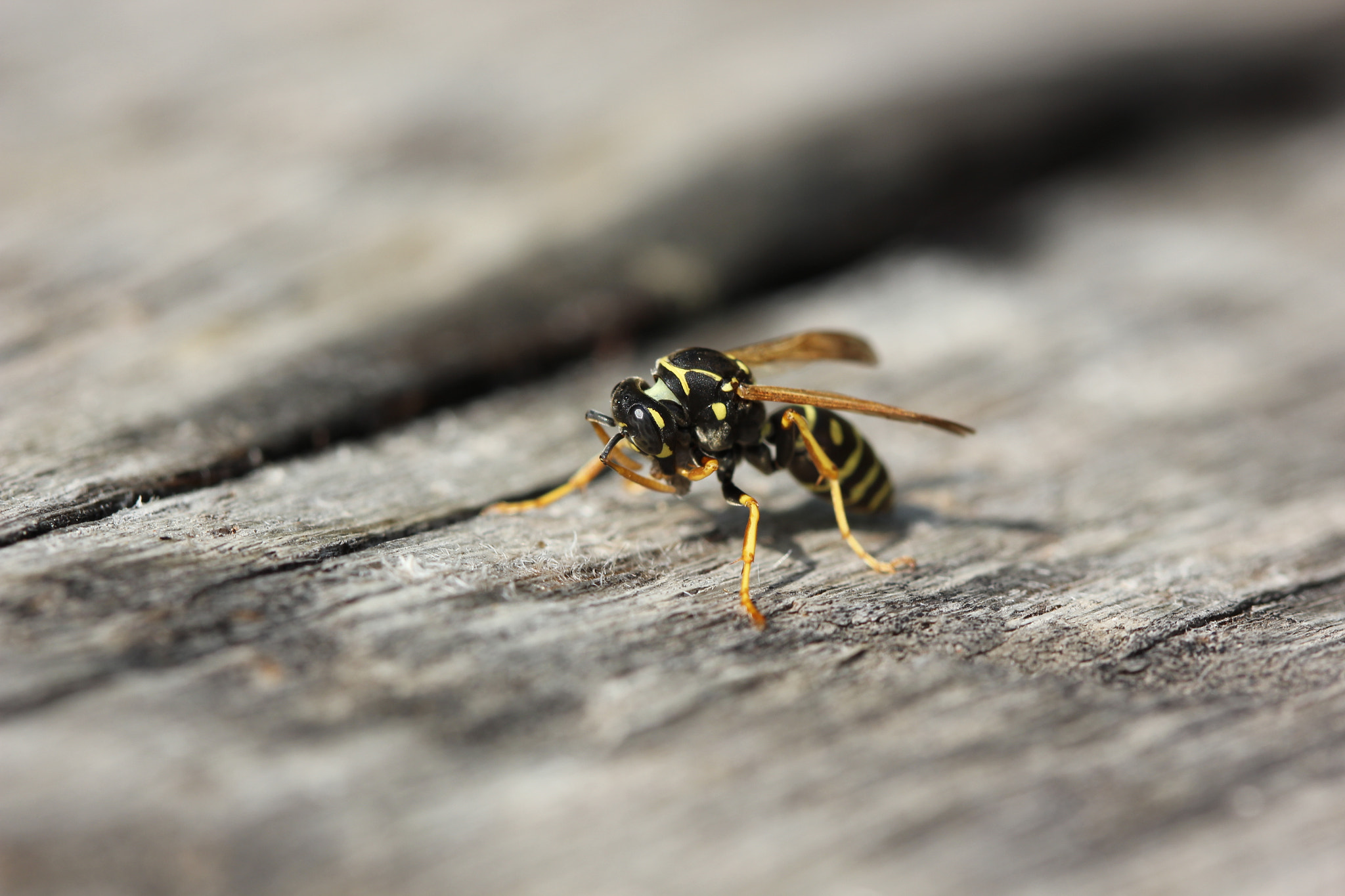 Canon EF 100mm F2.8 Macro USM sample photo. Wasp photography