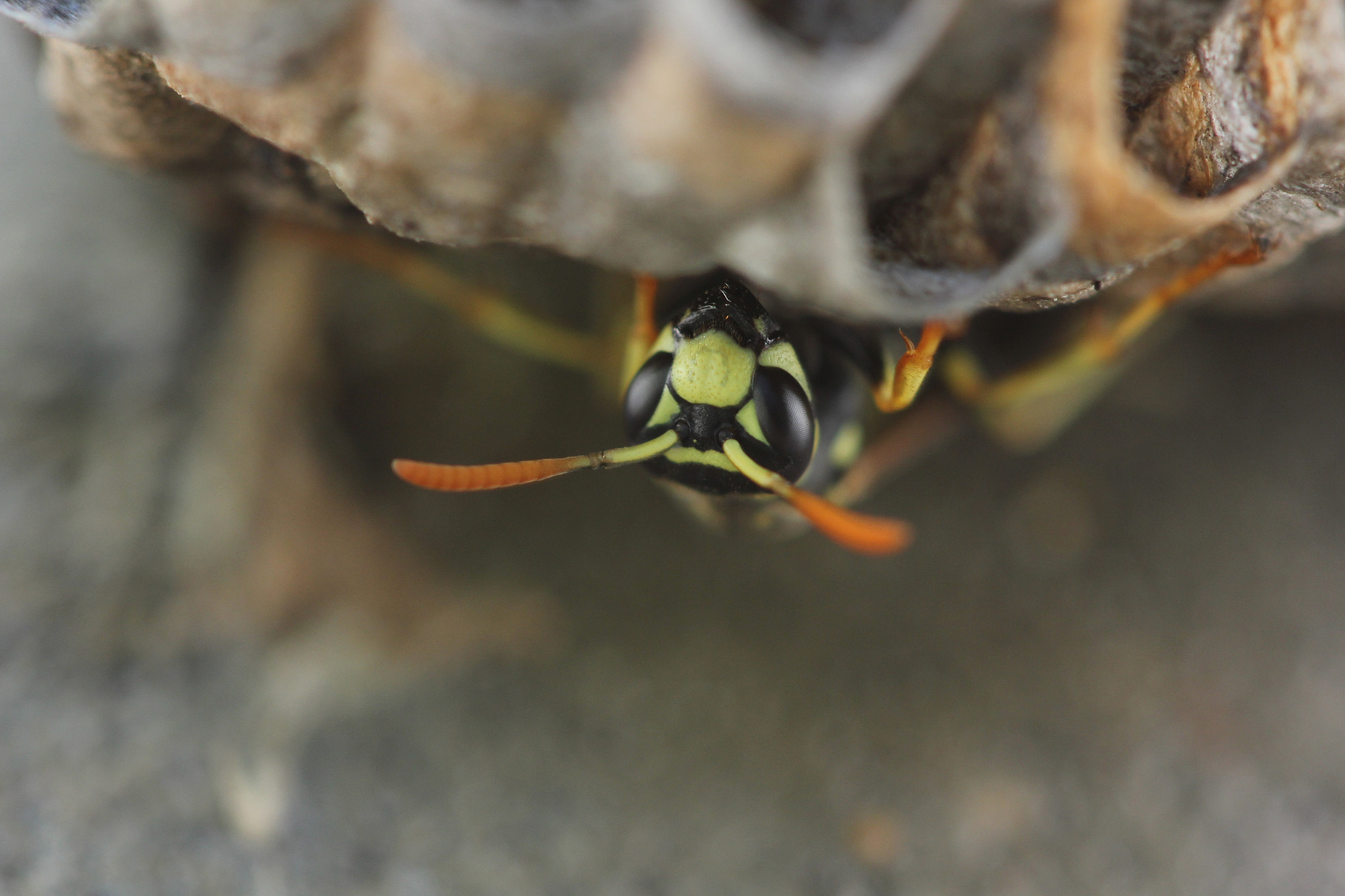 Canon EF 100mm F2.8 Macro USM sample photo. Wasp photography