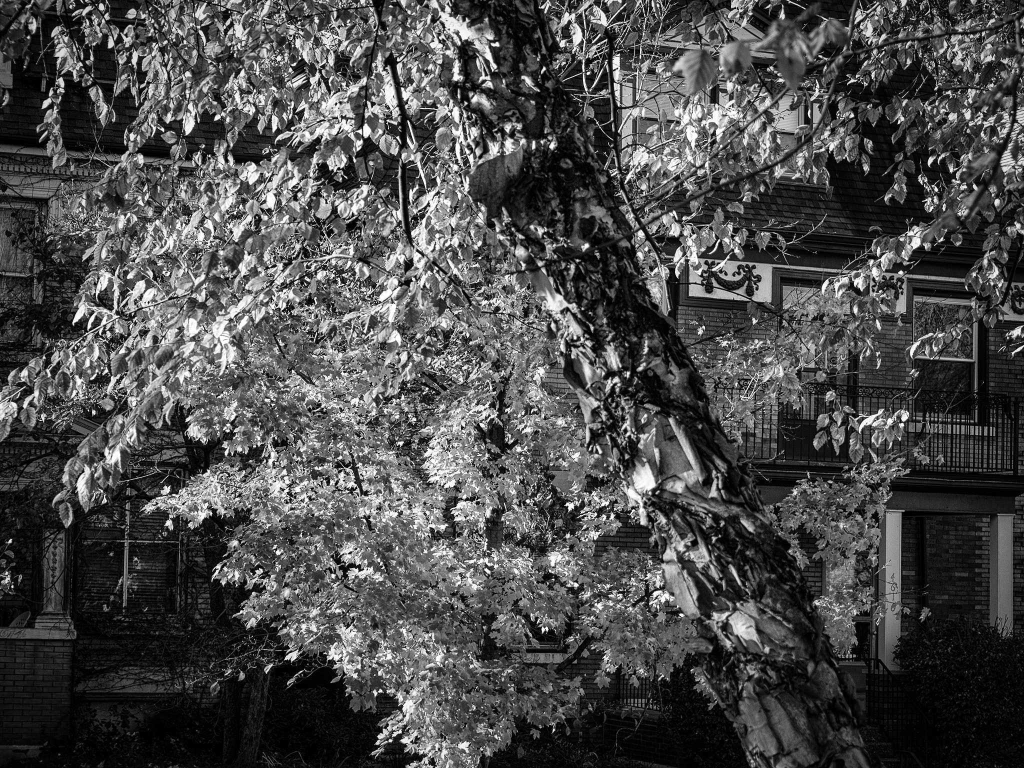 Olympus M.Zuiko Digital 14-42mm F3.5-5.6 II R sample photo. Leaves without color photography
