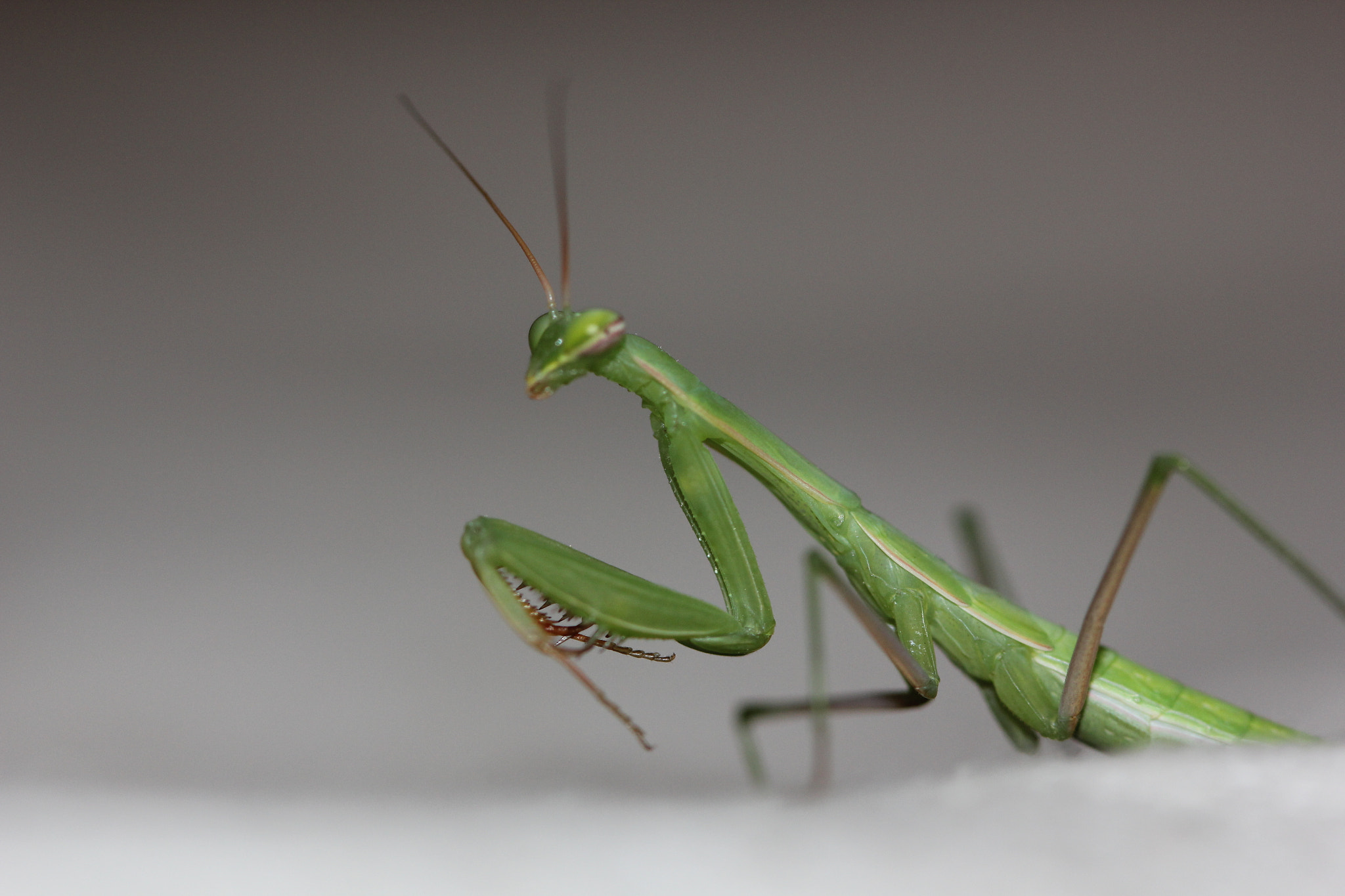Canon EF 100mm F2.8 Macro USM sample photo. Praying mantis photography