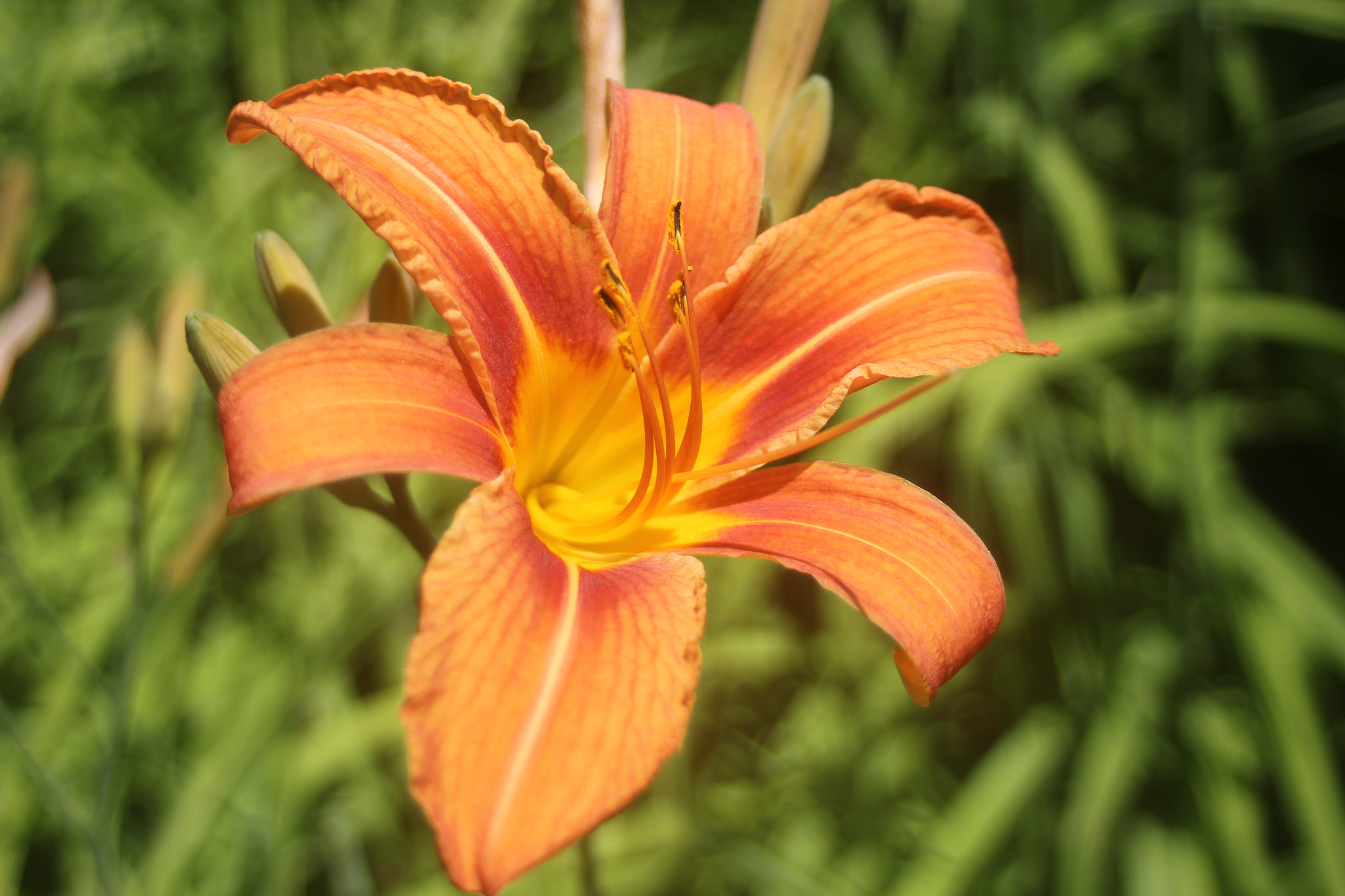 Canon EF 35-80mm f/4-5.6 sample photo. Lily photography
