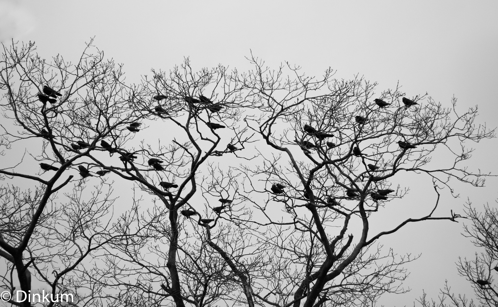 HD Pentax DA 55-300mm F4.0-5.8 ED WR sample photo. Oiseaux l'hiver photography