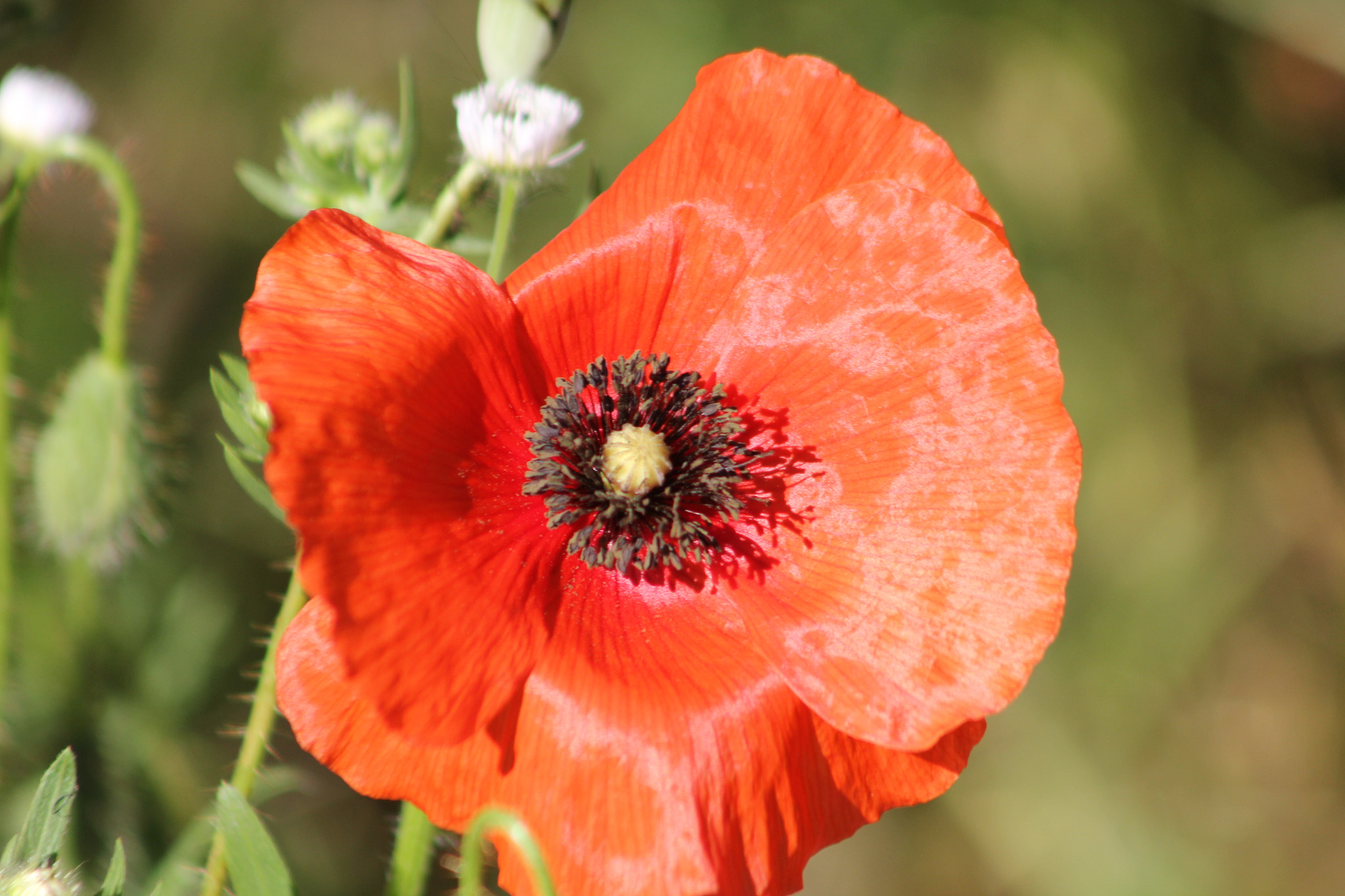 Canon EOS 550D (EOS Rebel T2i / EOS Kiss X4) + EF75-300mm f/4-5.6 sample photo. Poppy photography