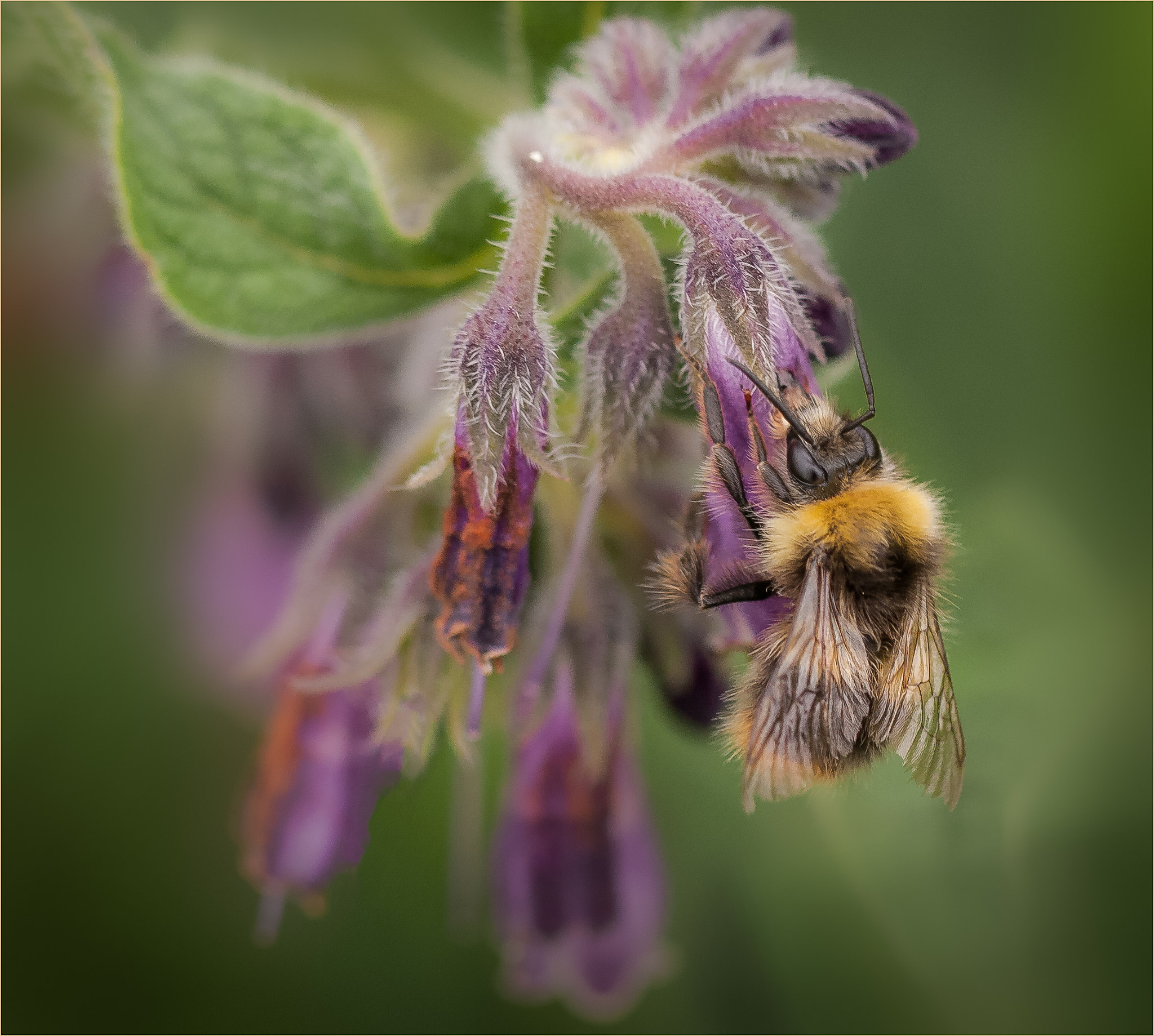 Canon EF 100mm F2.8L Macro IS USM sample photo. Busy bee photography