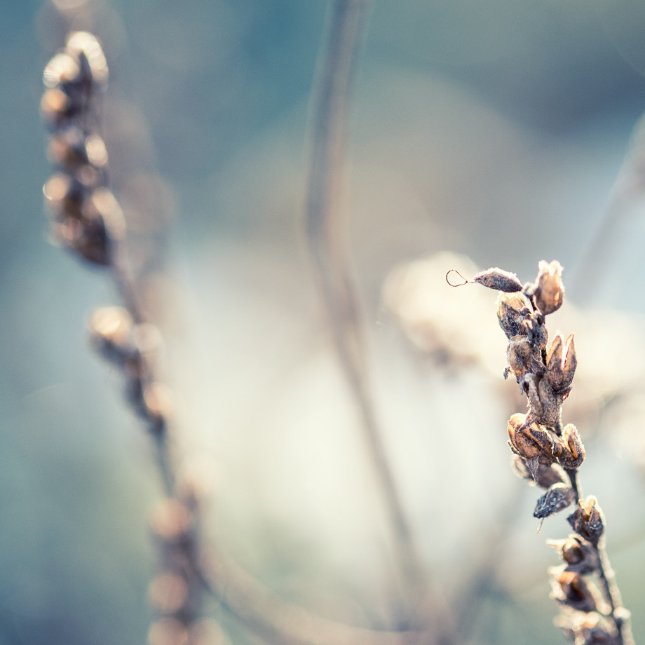 Fujifilm X-Pro1 + Fujifilm XF 60mm F2.4 R Macro sample photo. Two thirds photography