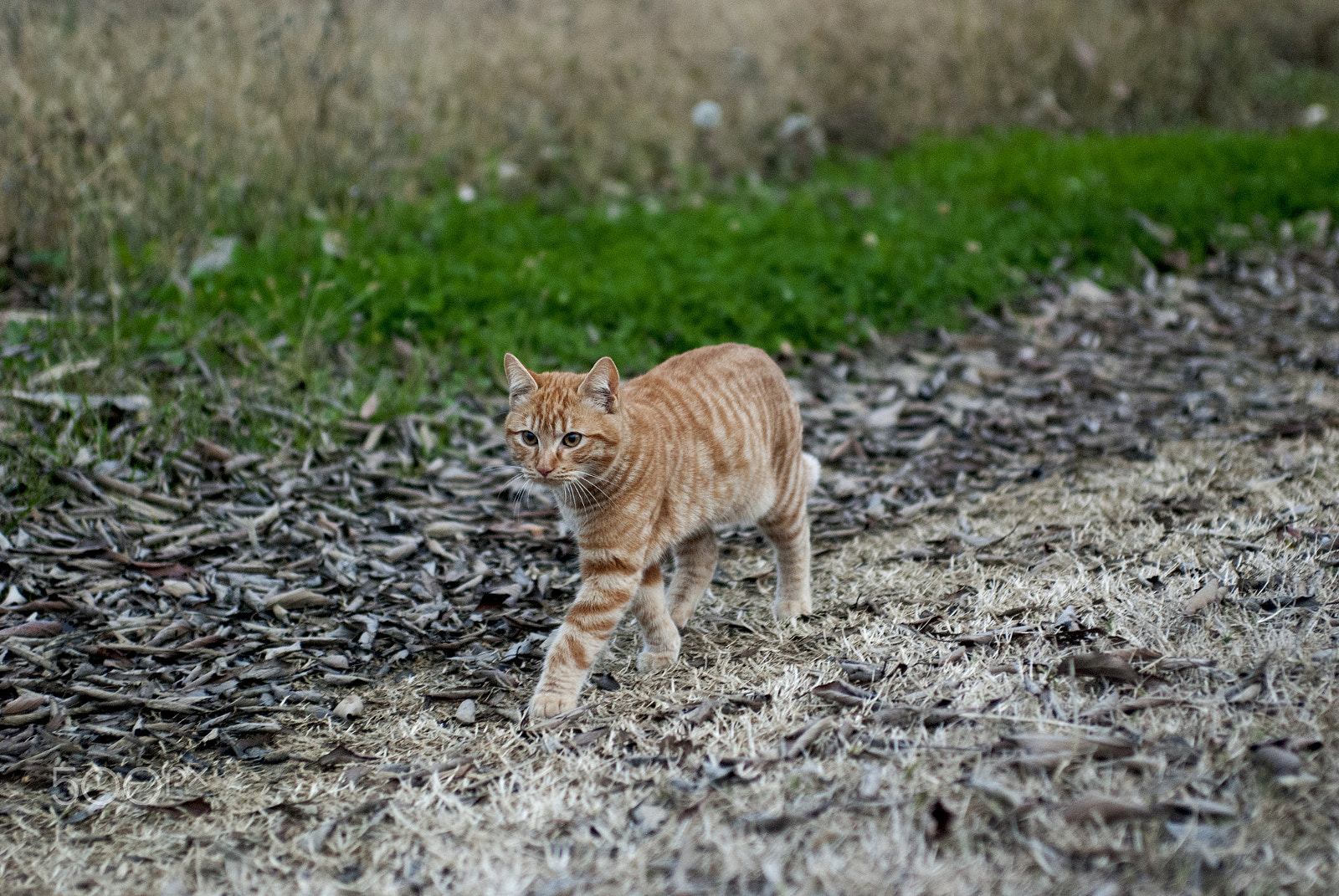 Nikon D80 + AF Zoom-Nikkor 35-70mm f/2.8D sample photo. Horus photography