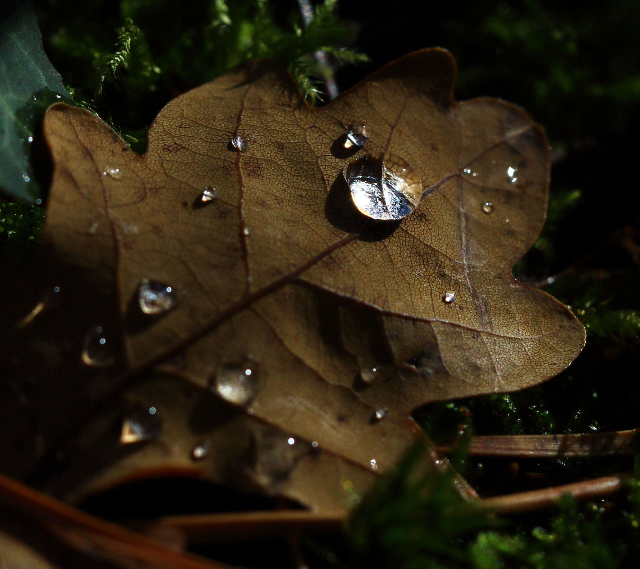 Canon EF 100mm F2.8L Macro IS USM sample photo. Pearl of rain photography