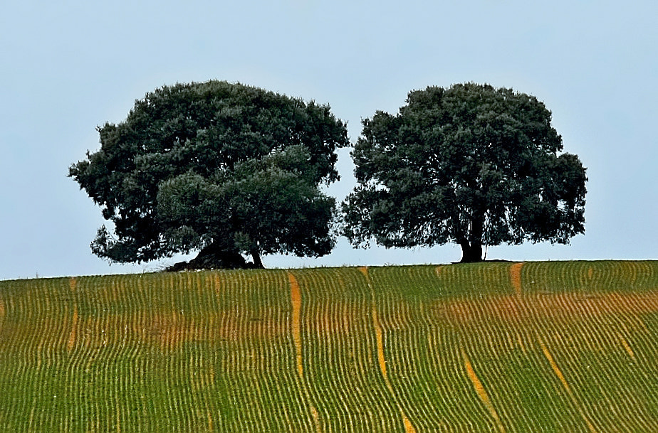 Canon EF 70-300mm F4-5.6 IS USM sample photo. Two toking tres (burgos aeria  es) photography