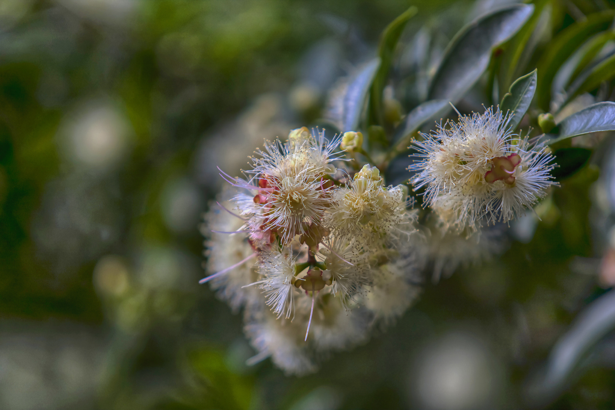 Canon EF 70-200mm F2.8L USM sample photo. Multi-colored blossom photography