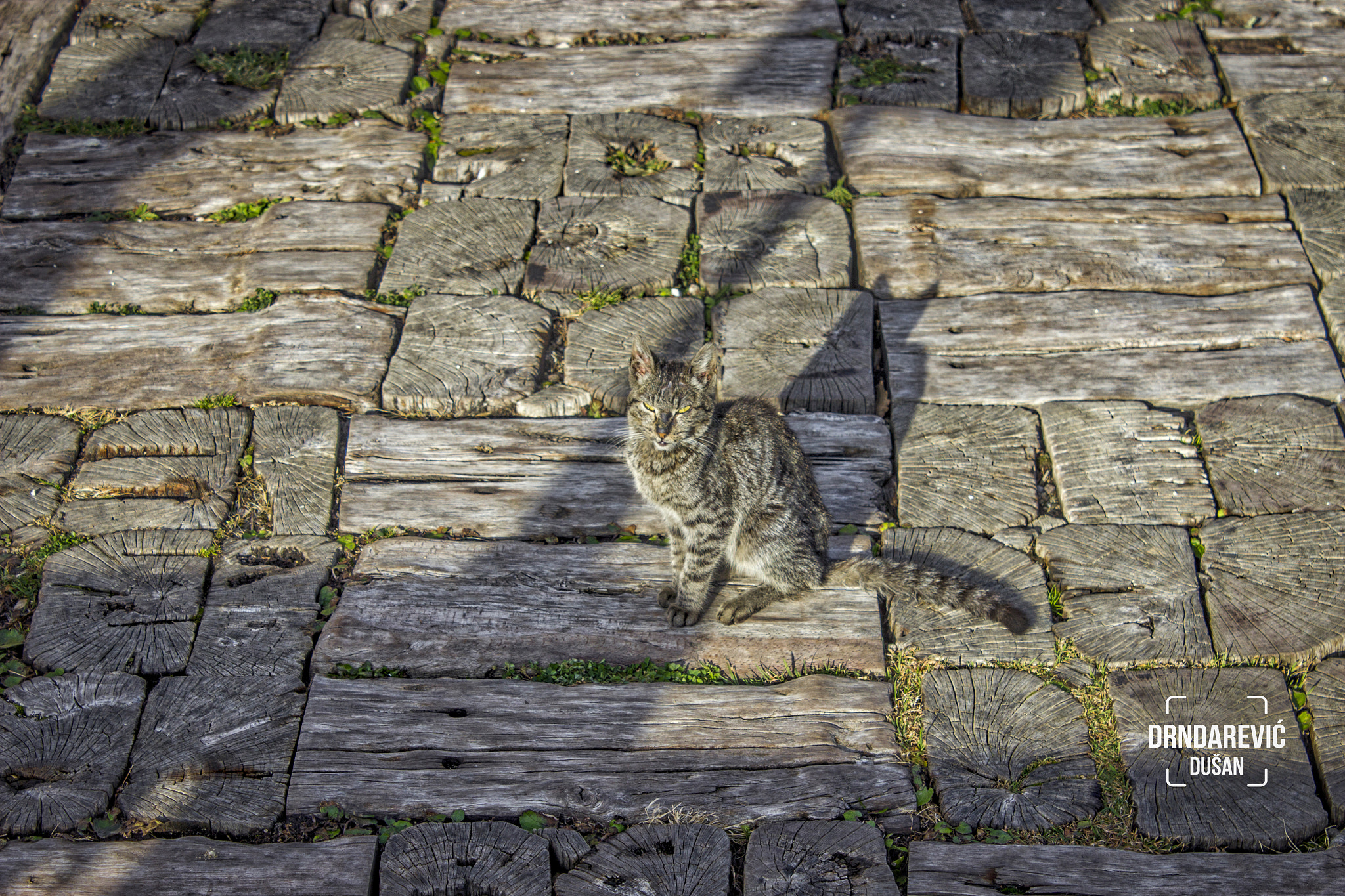 Canon EOS 600D (Rebel EOS T3i / EOS Kiss X5) sample photo. Cat from mokra gora photography
