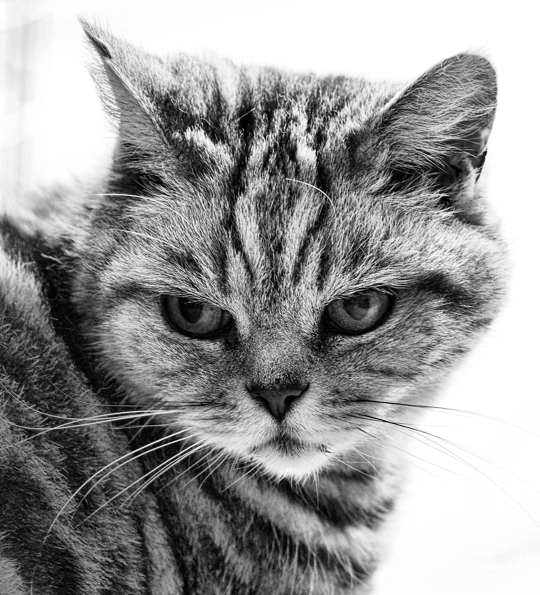 Olympus PEN-F sample photo. Kater photography