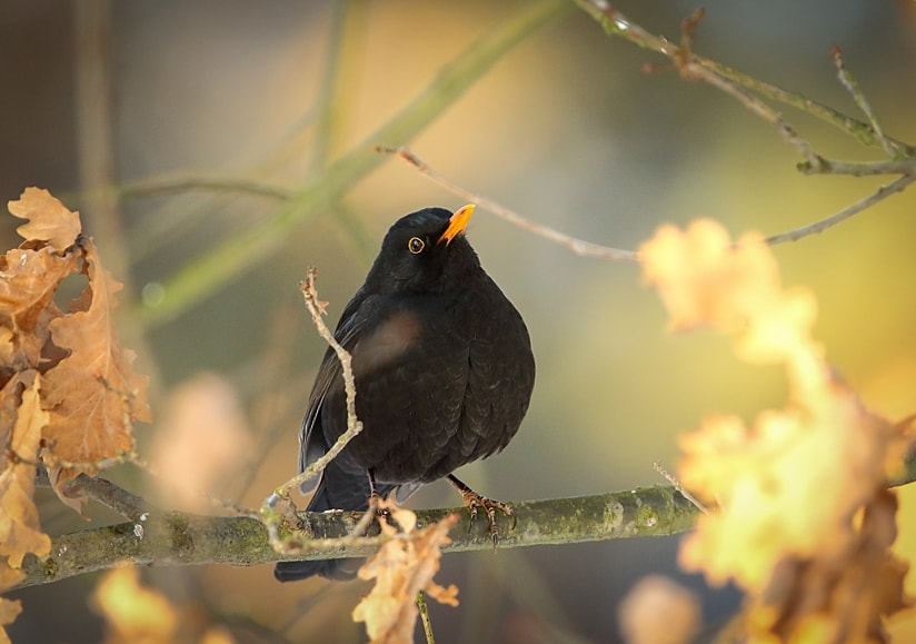Canon EF 300mm F2.8L IS USM sample photo. The last leaf is black photography