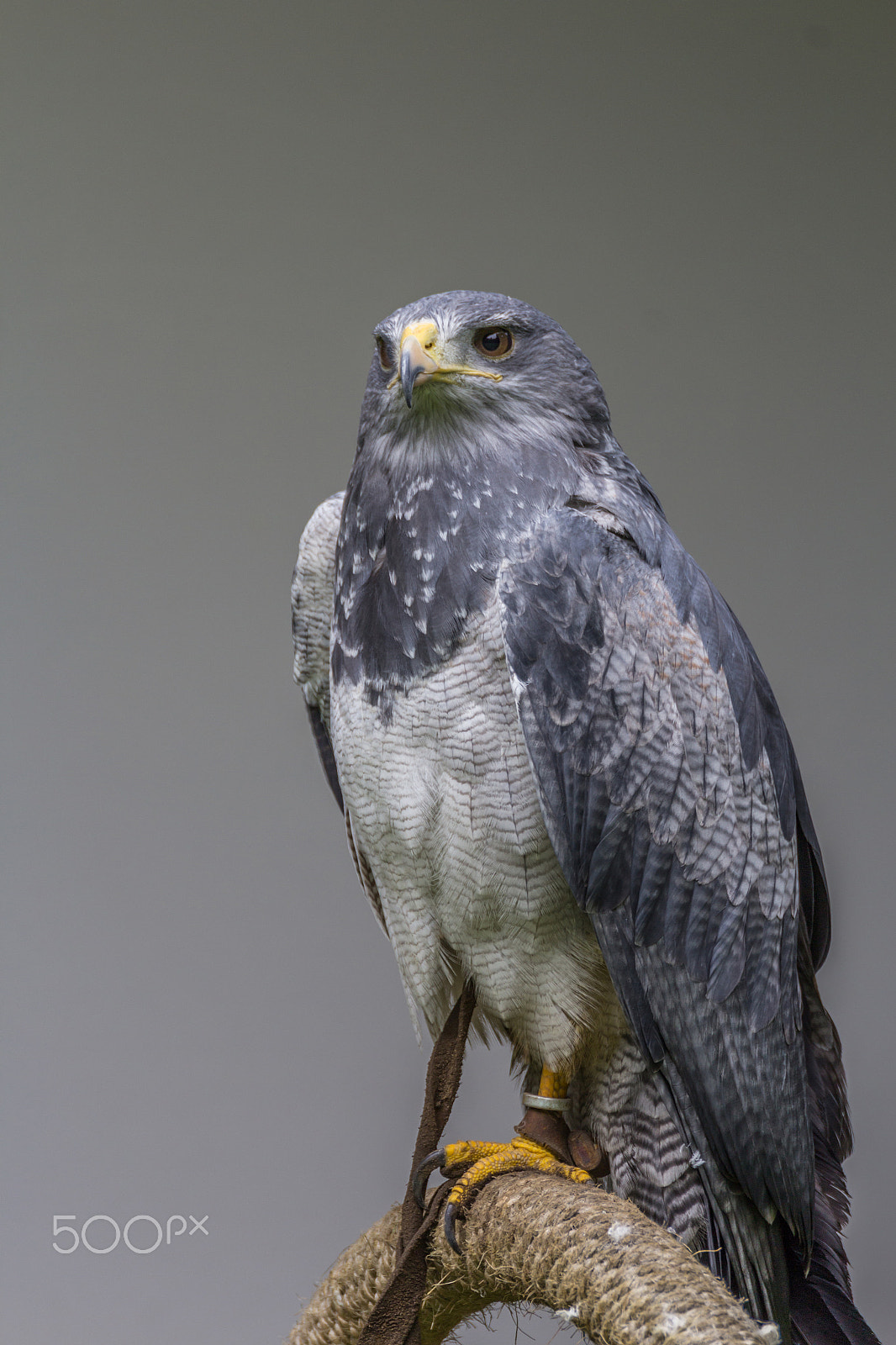 Tamron SP 150-600mm F5-6.3 Di VC USD sample photo. Black-chested buzzard-eagle photography