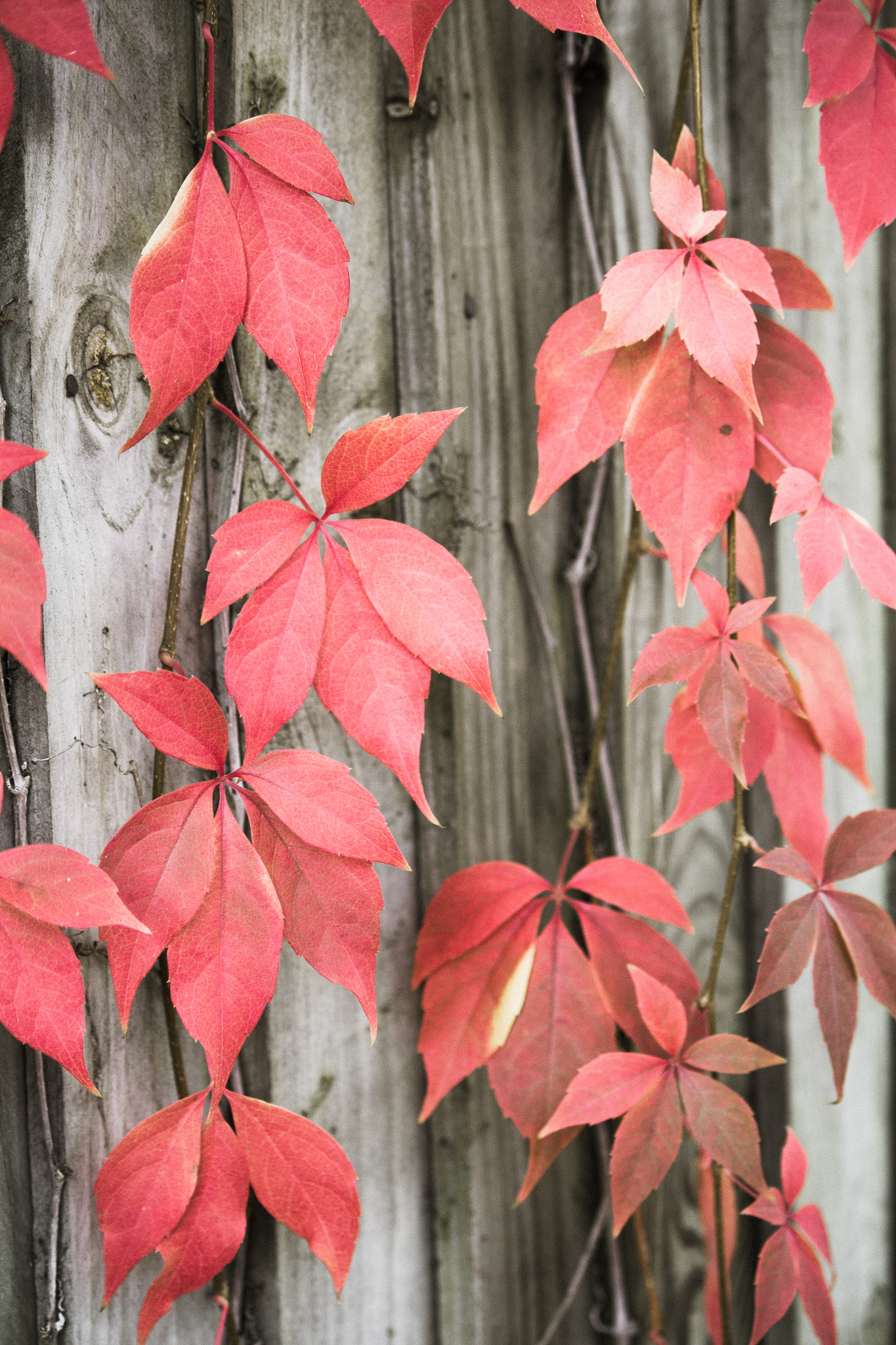 Canon EOS 650D (EOS Rebel T4i / EOS Kiss X6i) sample photo. Red on the fence photography