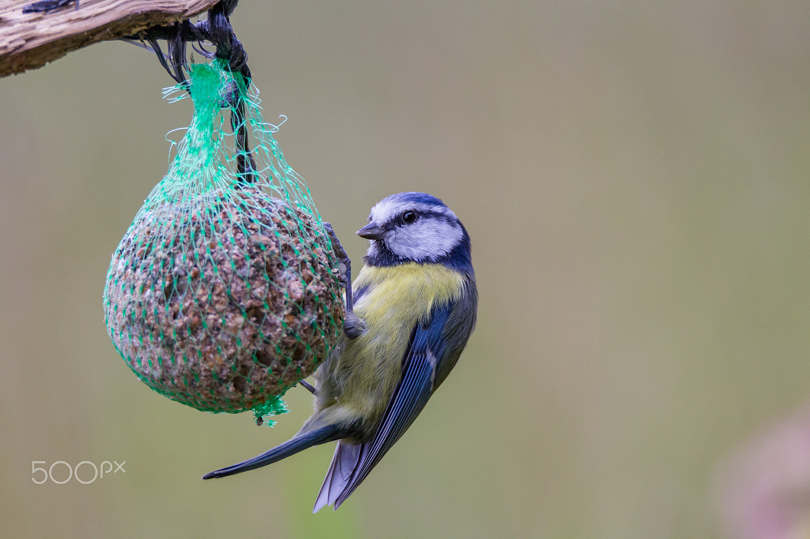 Tamron SP 150-600mm F5-6.3 Di VC USD sample photo. Blue tit photography