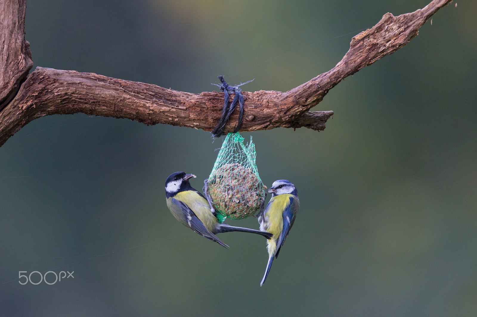 Tamron SP 150-600mm F5-6.3 Di VC USD sample photo. Blue tit photography