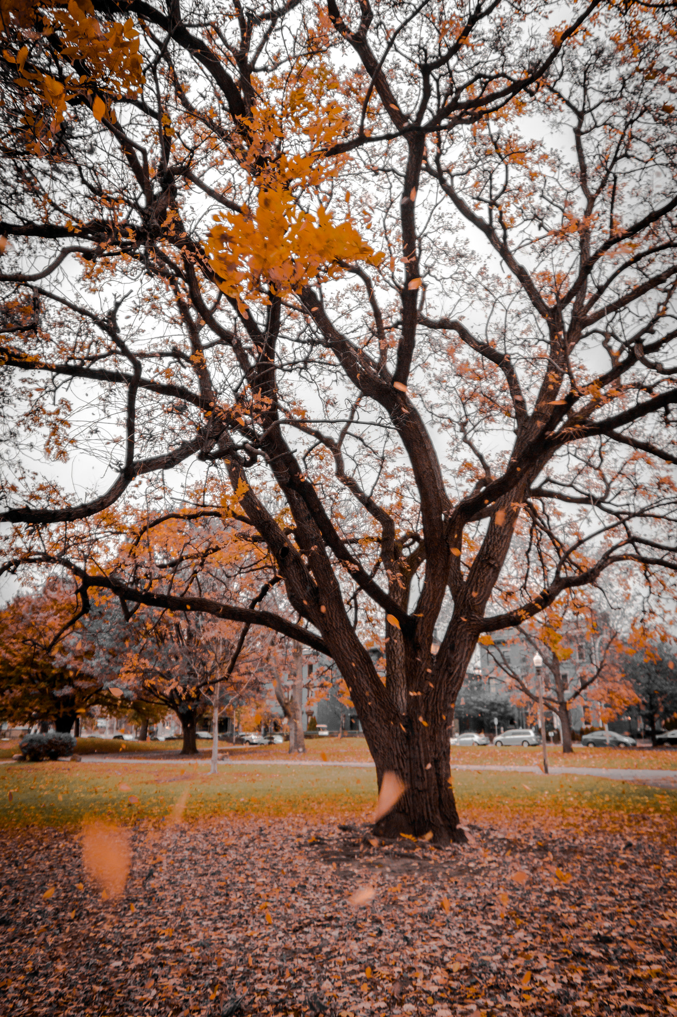Canon EOS 650D (EOS Rebel T4i / EOS Kiss X6i) sample photo. Pittsburgh, fall photography