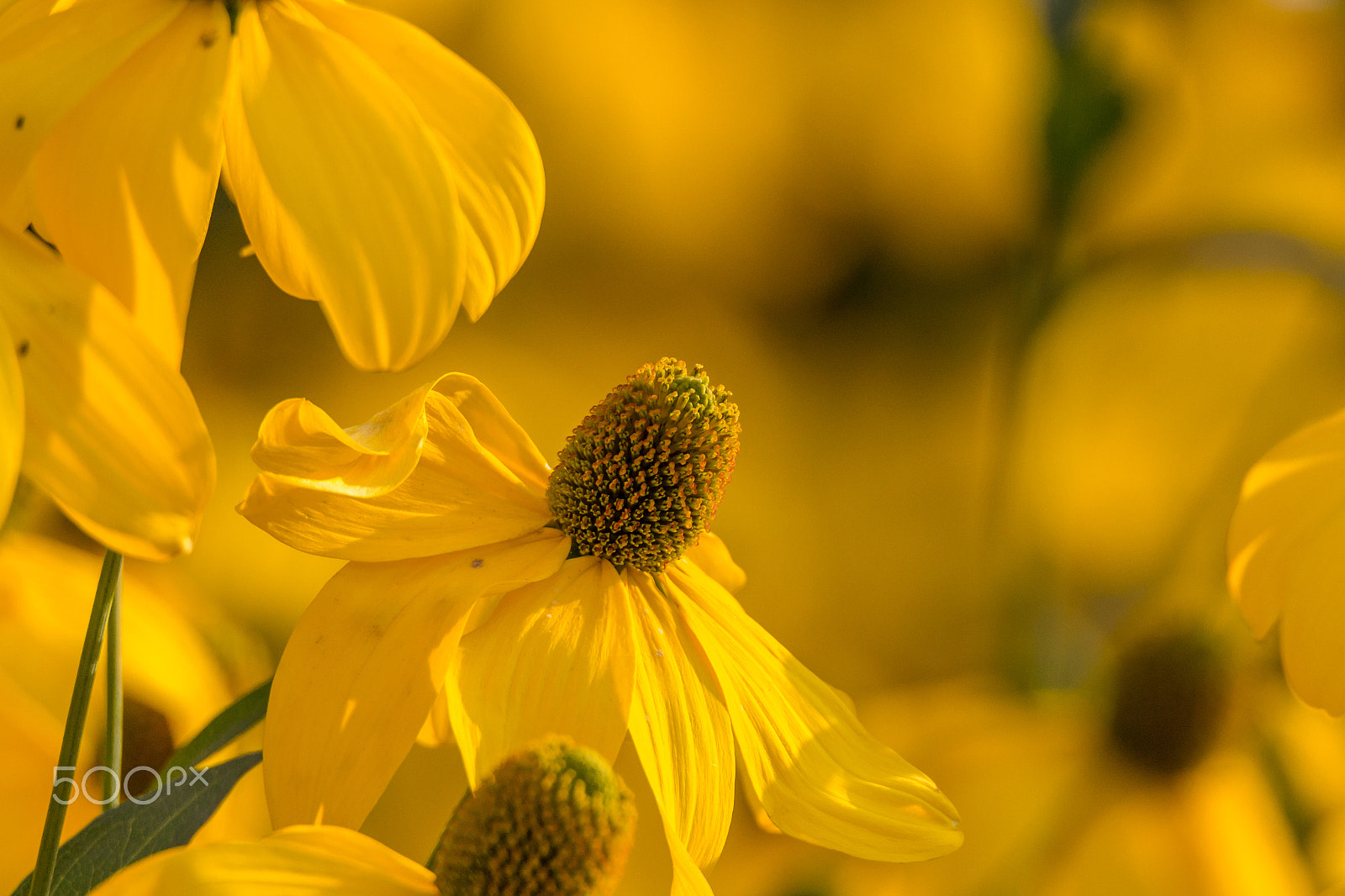 Tamron SP 150-600mm F5-6.3 Di VC USD sample photo. Yellow blossom photography