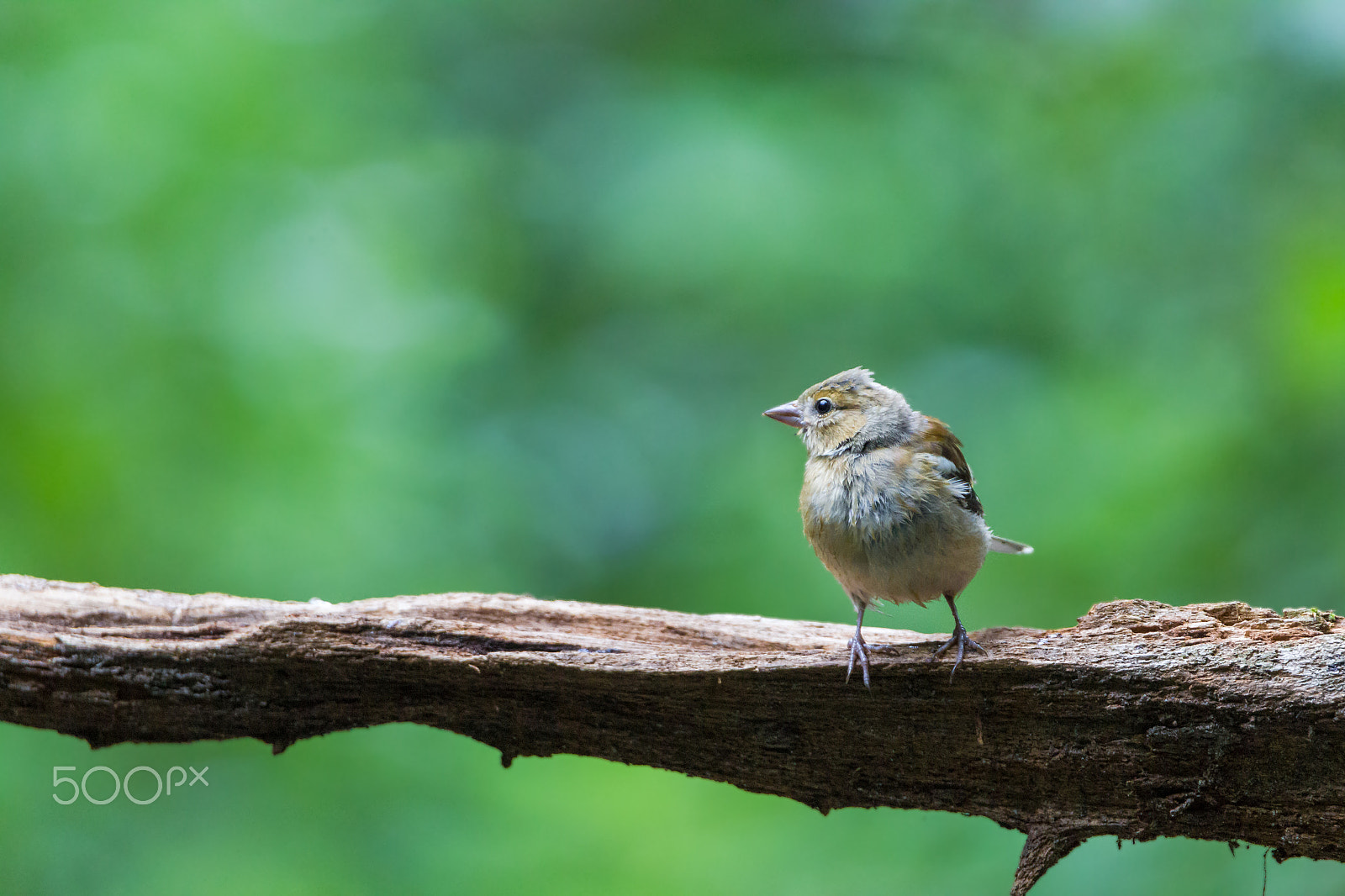 Tamron SP 150-600mm F5-6.3 Di VC USD sample photo. Chaffinch photography