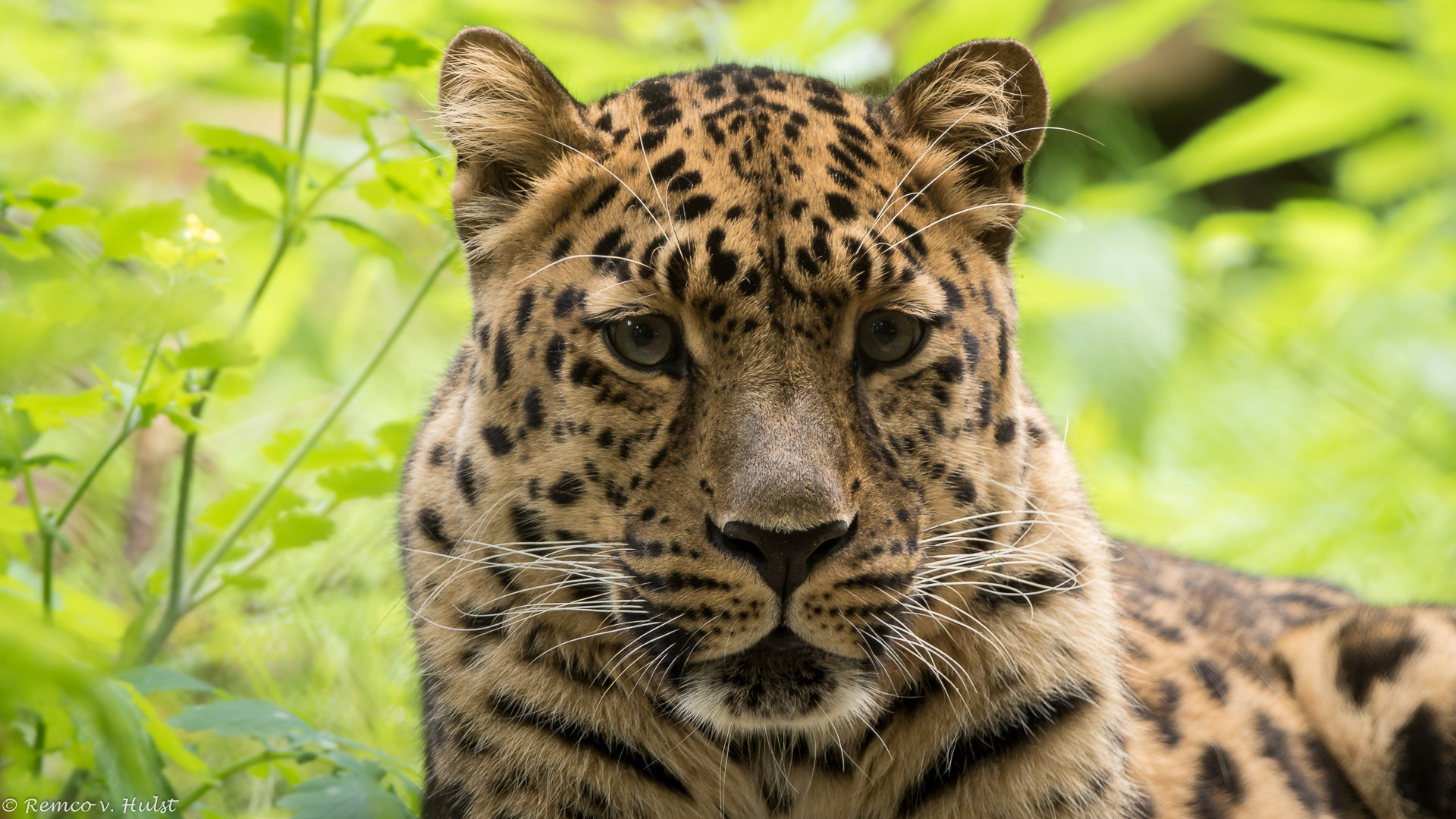 Sony ILCA-77M2 sample photo. Amur leopard photography