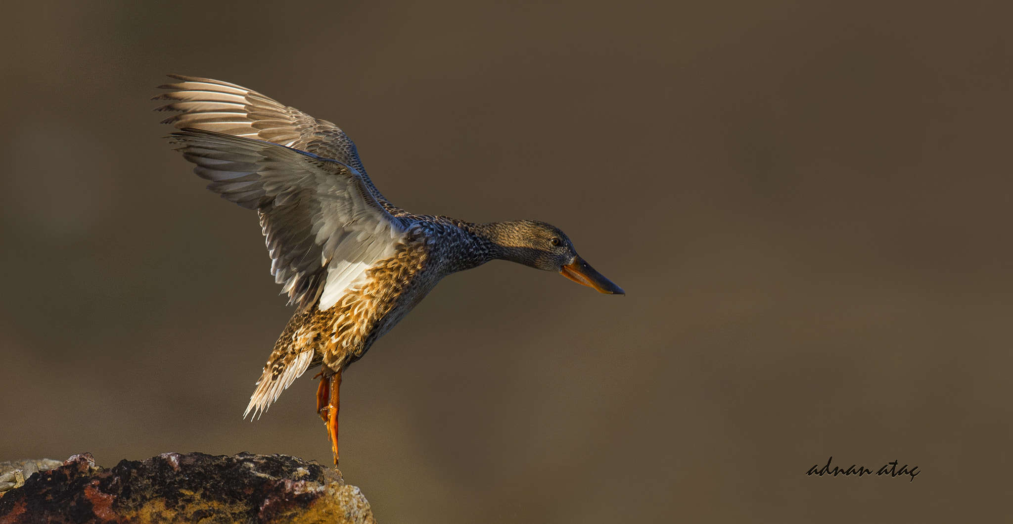 Sigma 150-600mm F5-6.3 DG OS HSM | S sample photo. Kaşıkgaga - northern shoveler - anas clypeata photography