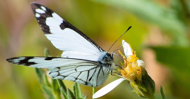 Nikon D2H sample photo. Olympic butterfly feeding photography