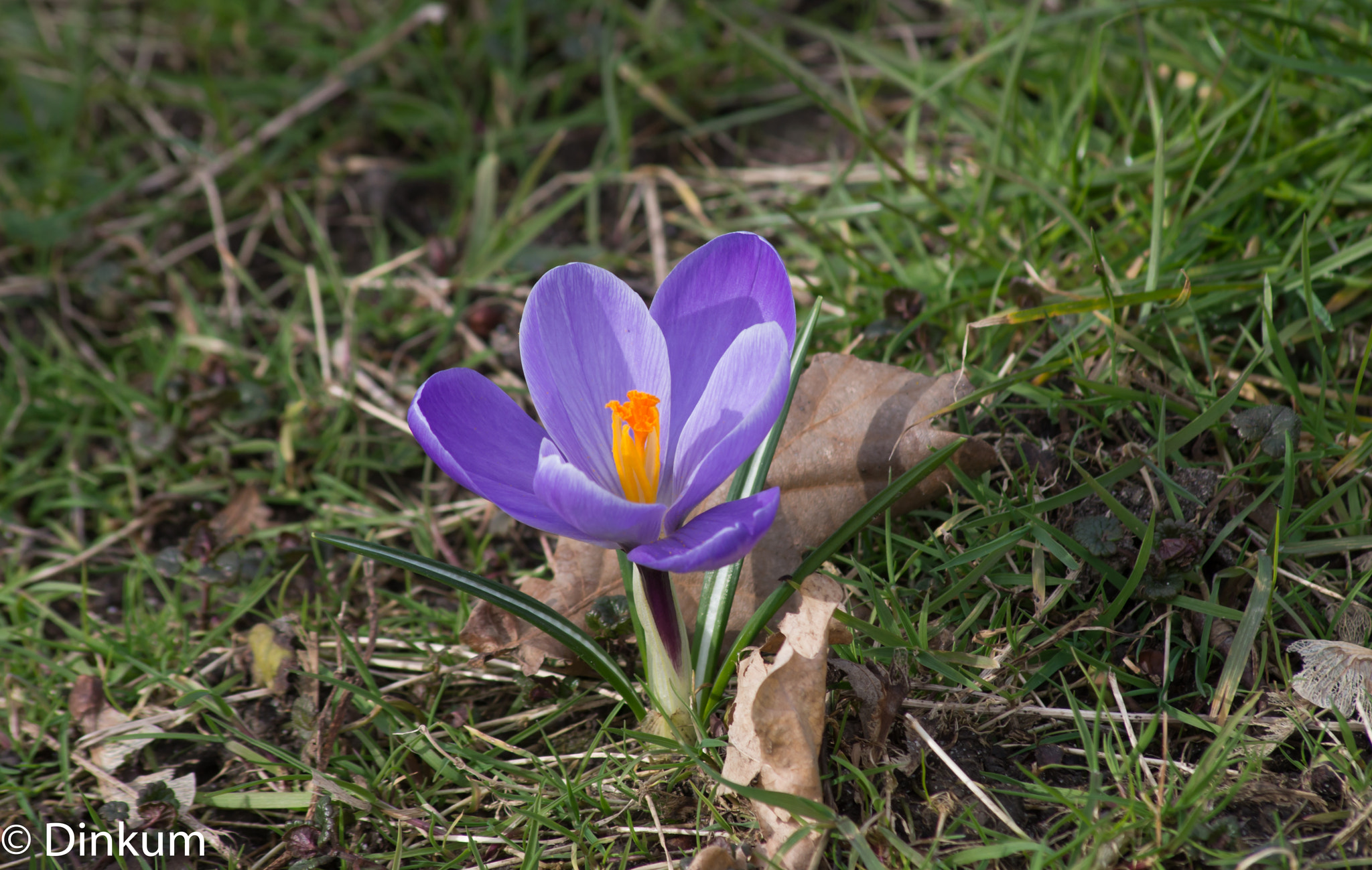 Pentax K-30 sample photo. Crocus photography