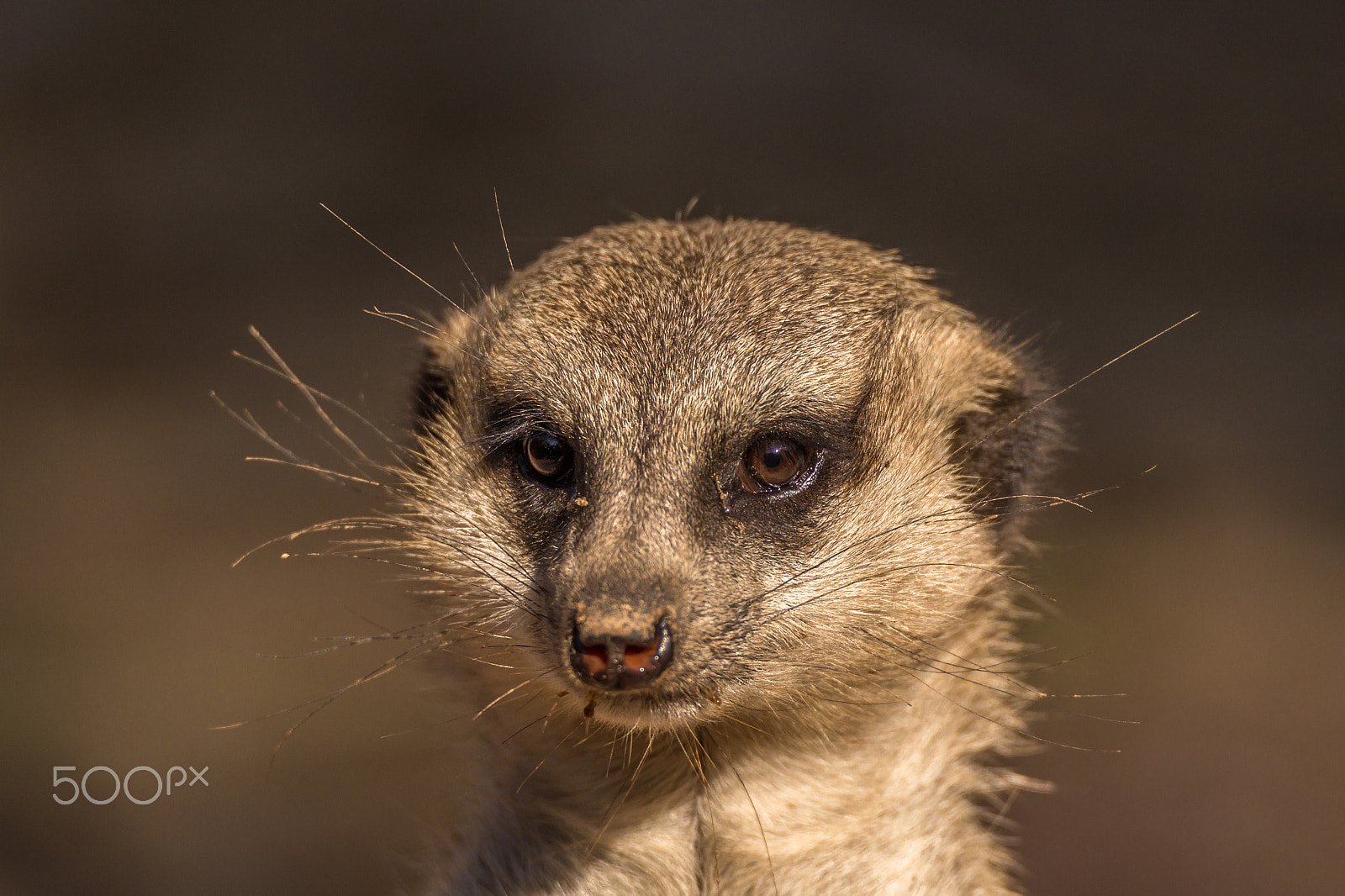 Tamron SP 150-600mm F5-6.3 Di VC USD sample photo. Meerkat photography