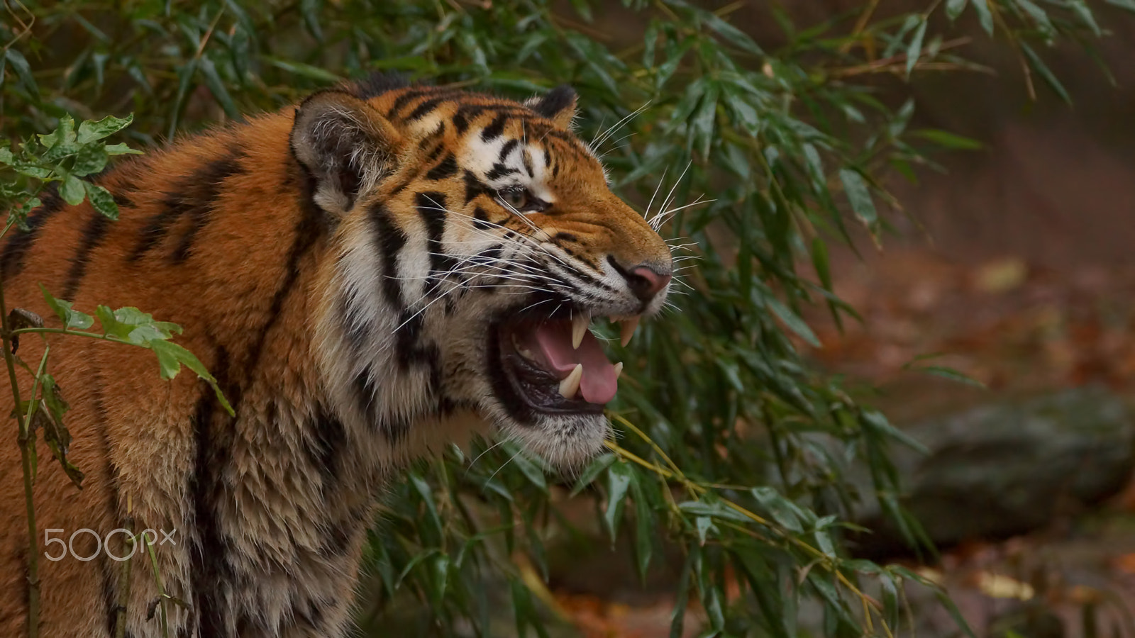 Sony 70-300mm F4.5-5.6 G SSM sample photo. Flehmen photography