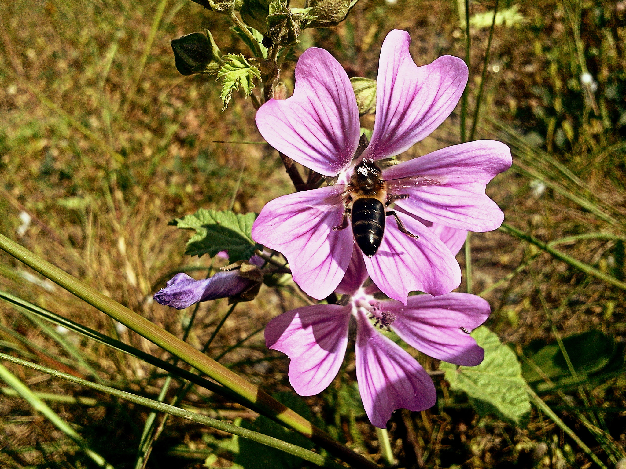 Samsung GT-S7230E sample photo. Bee on a flower photography