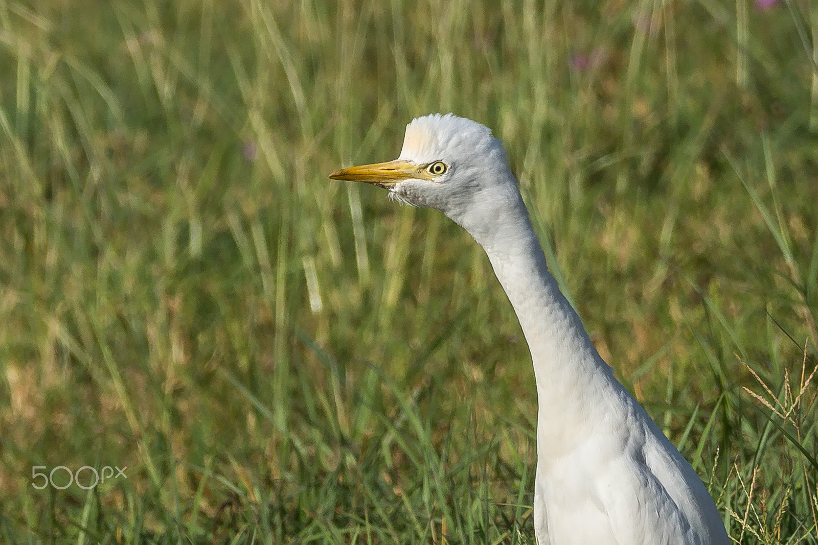 Sony 70-300mm F4.5-5.6 G SSM sample photo. Well-groomed photography