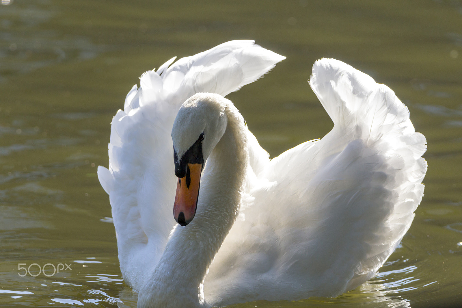 Tamron SP 150-600mm F5-6.3 Di VC USD sample photo. Mute swan photography