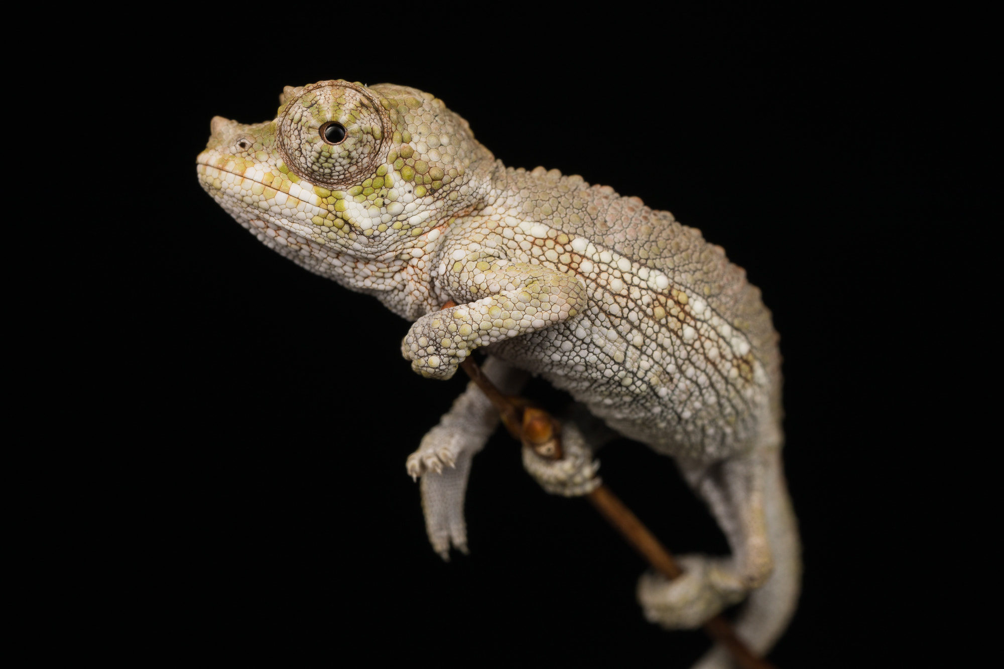 Canon MP-E 65mm F2.5 1-5x Macro Photo sample photo. Triocerus jacksoni photography