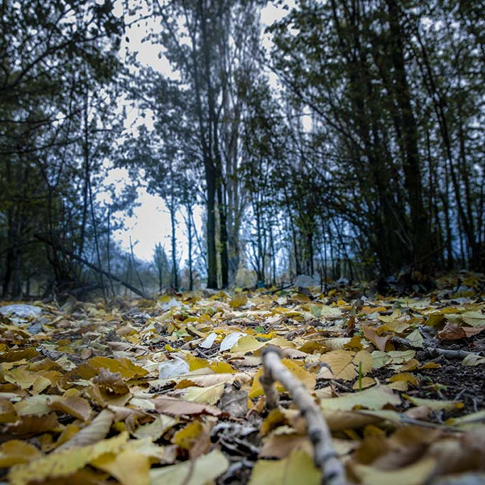 Nikon D300 sample photo. Otoño photography