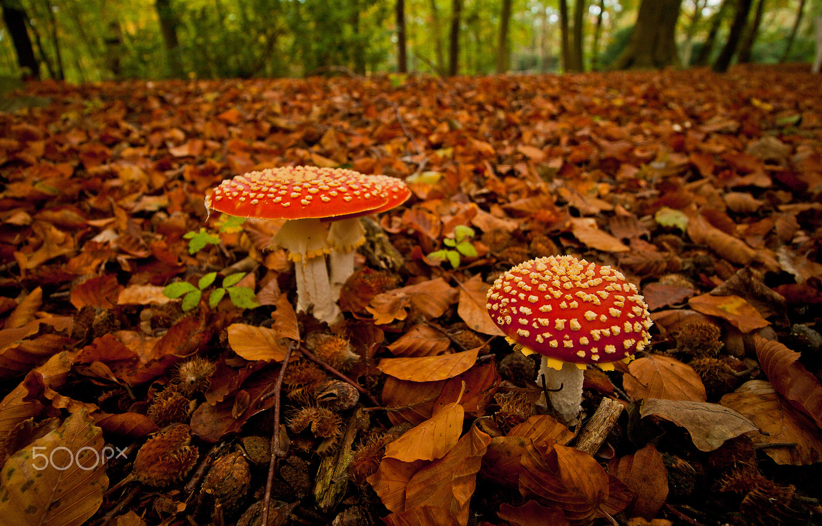 Canon EOS 400D (EOS Digital Rebel XTi / EOS Kiss Digital X) sample photo. Mushrooms in a row photography