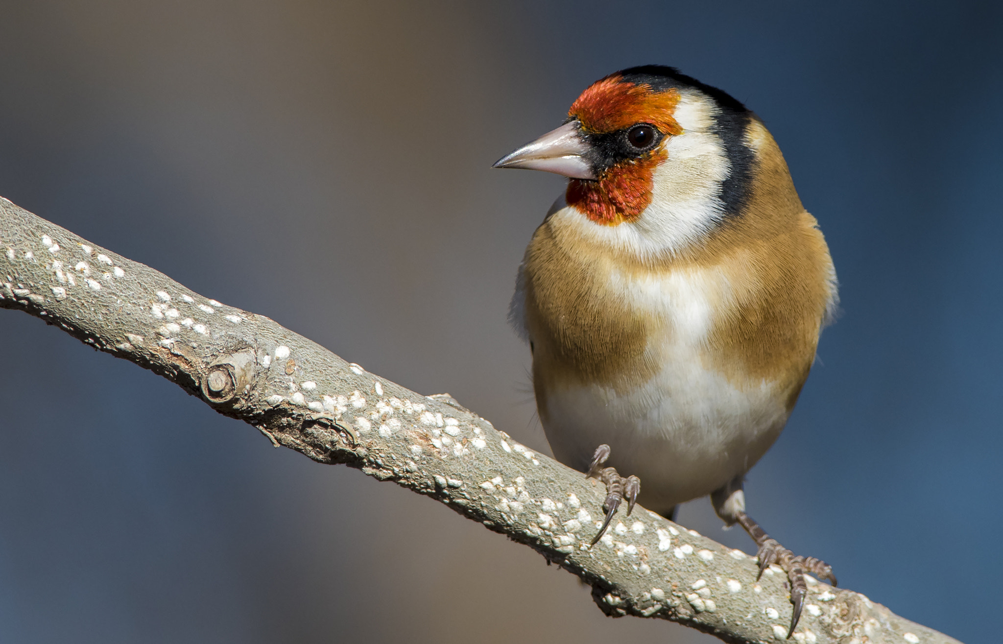 Nikon D810 + Nikon AF-S Nikkor 300mm F4D ED-IF sample photo. Goldfinch photography