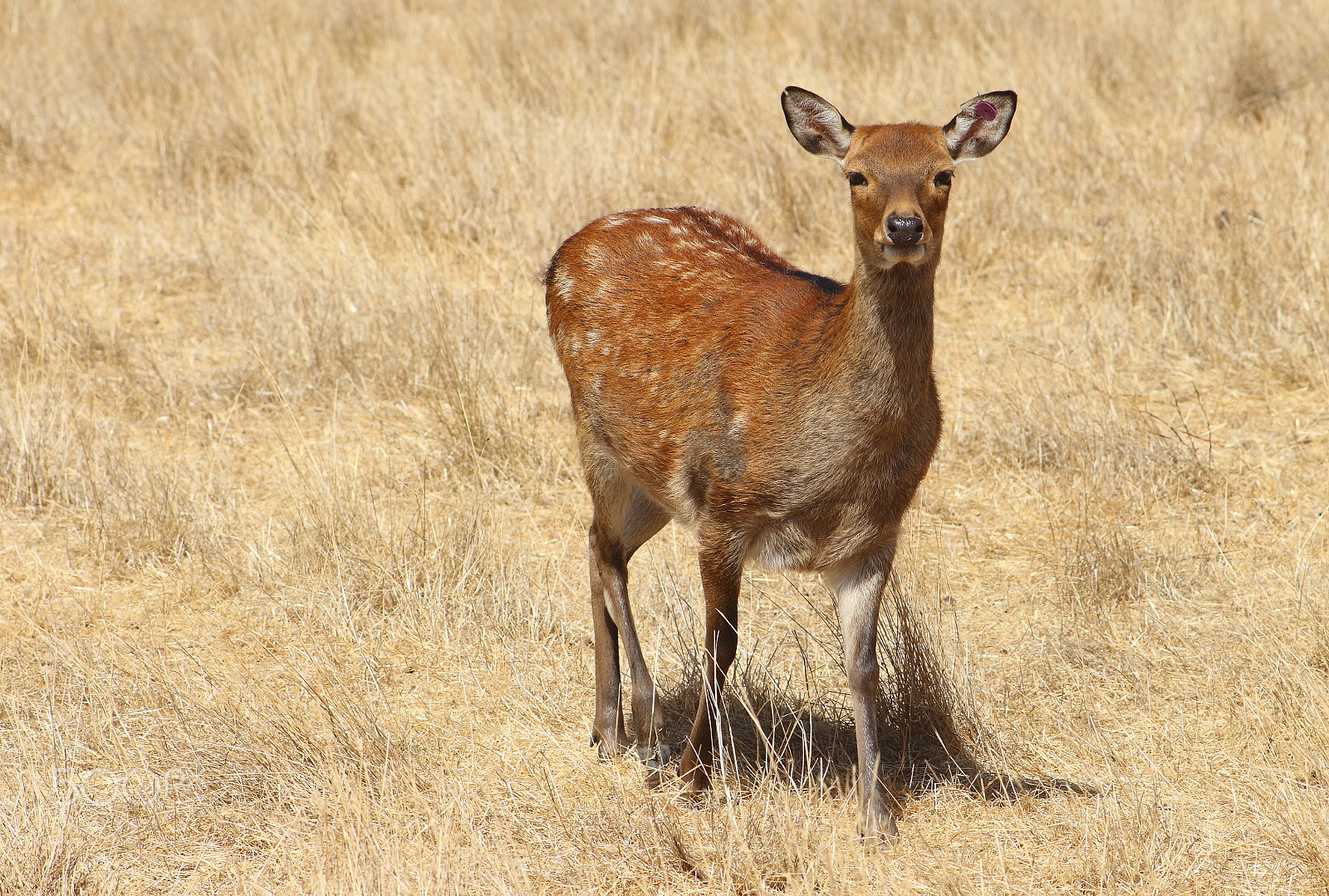 Canon EF 75-300mm f/4-5.6 USM sample photo. Deer photography
