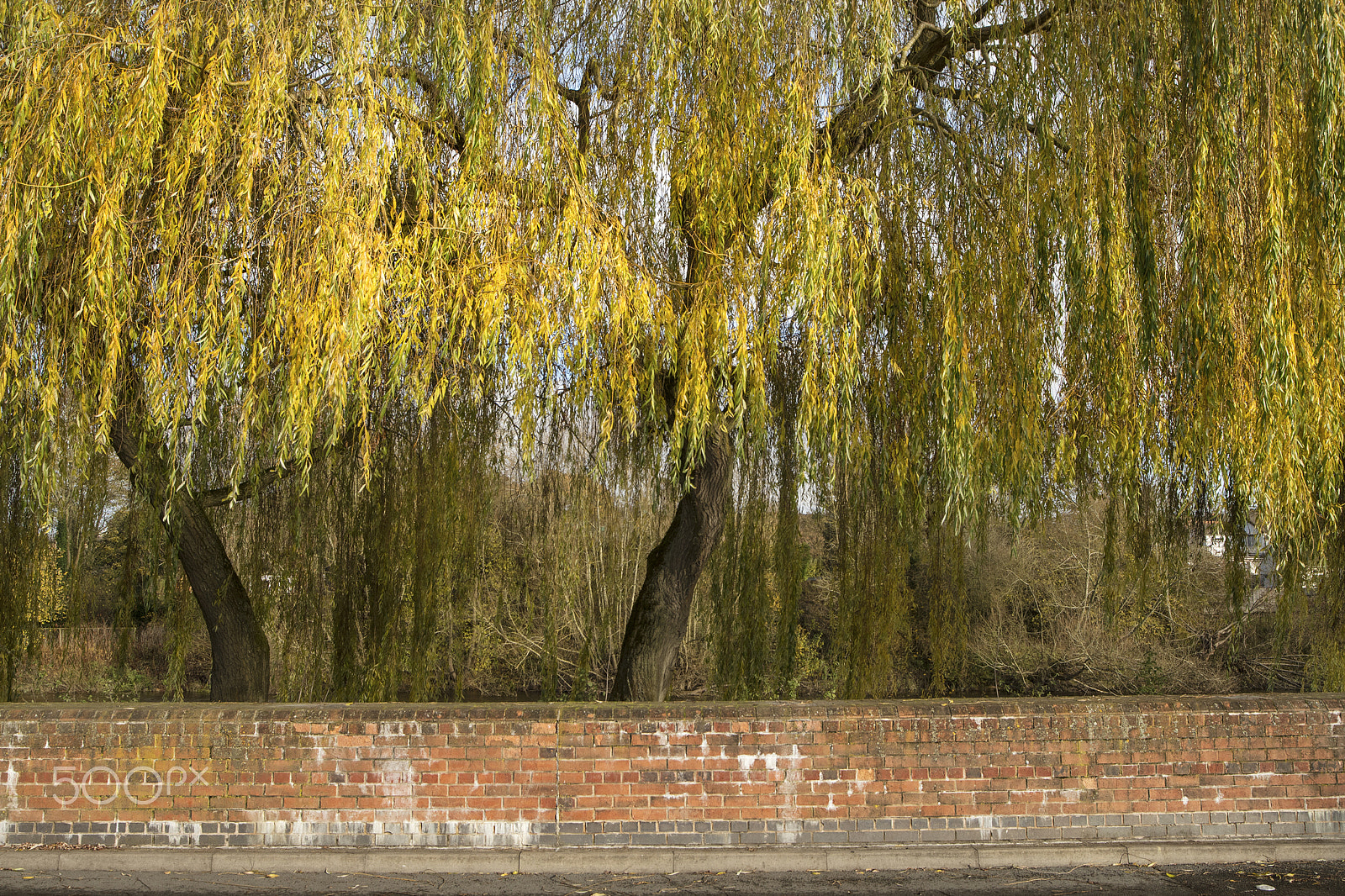 Nikon D500 sample photo. Where the willows grow photography
