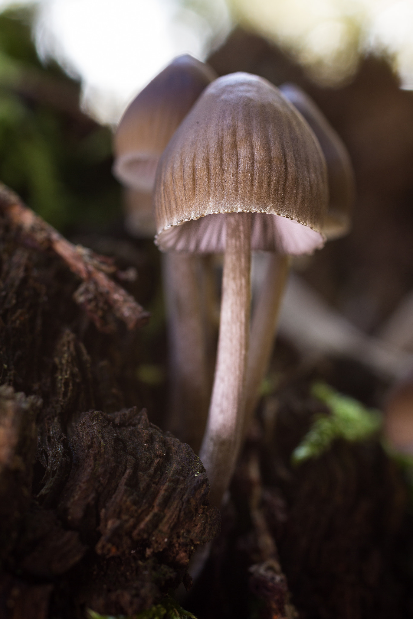 Sigma 50mm f/2.8 EX sample photo. Mycena sp photography