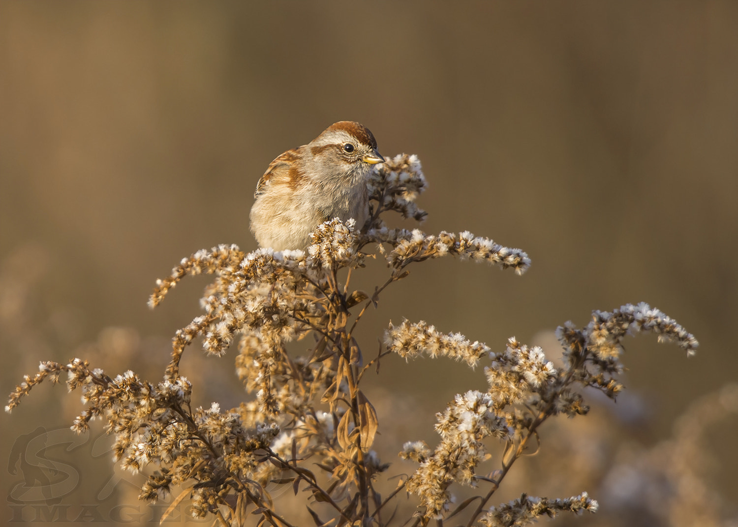 Sigma 500mm F4.5 EX DG HSM sample photo. Looking (american tree sparrow) photography