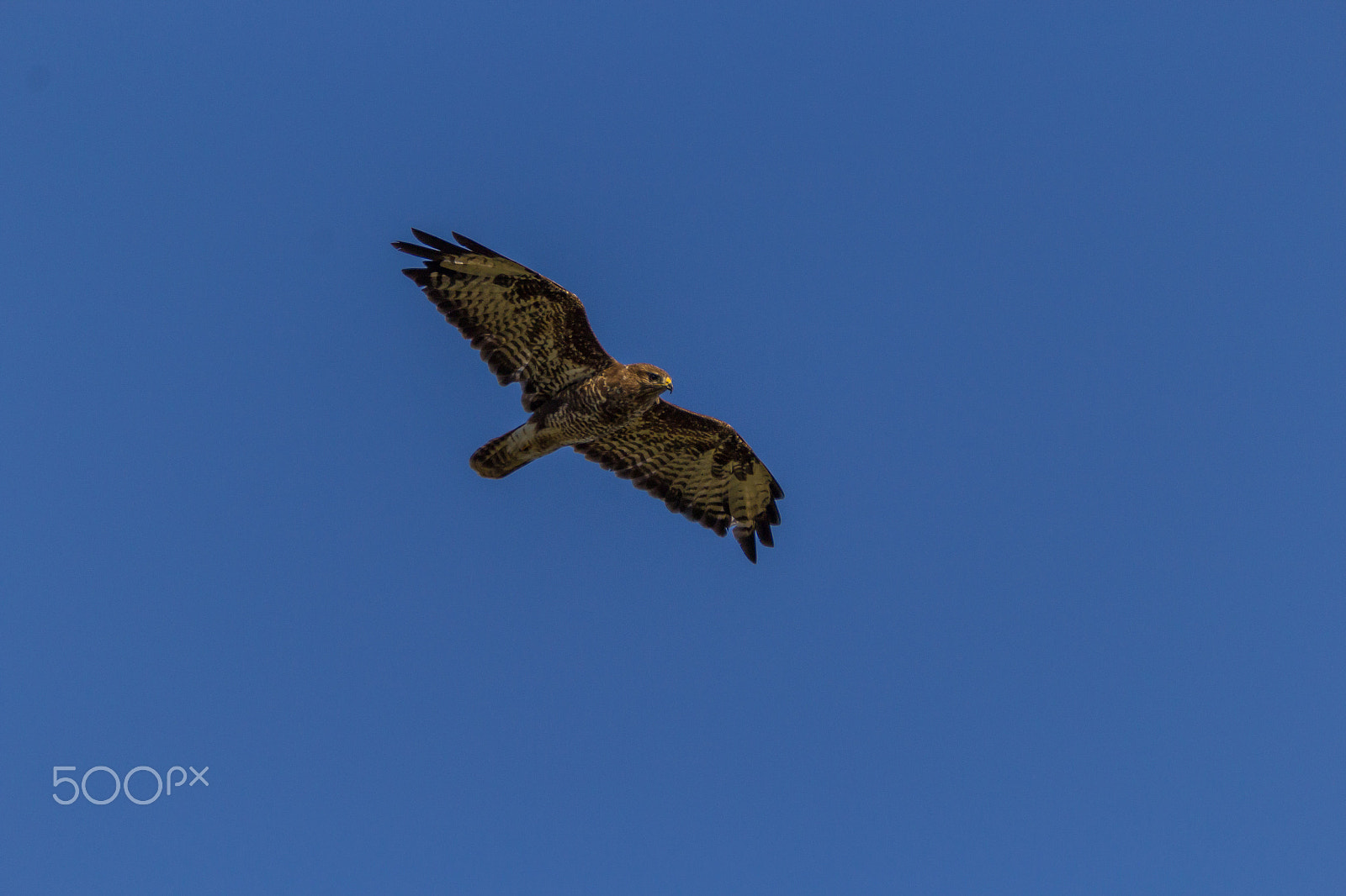 Tamron SP 150-600mm F5-6.3 Di VC USD sample photo. Common buzzard photography