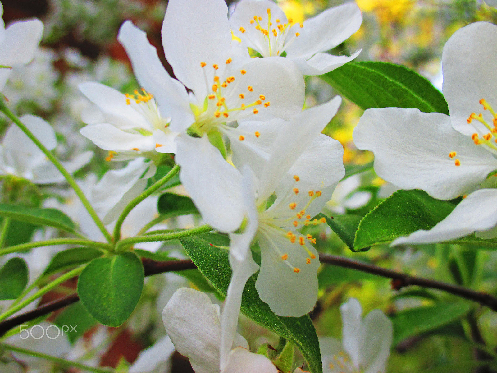 Canon PowerShot ELPH 135 (IXUS 145 / IXY 120) sample photo. Flower bloom photography