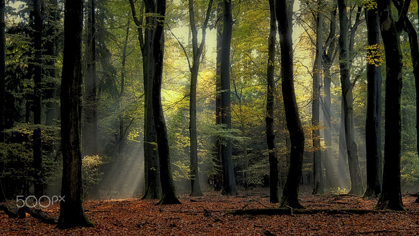 Samsung NX1 + NX 18-200mm F3.5-6.3 sample photo. Trees dancing in the light photography