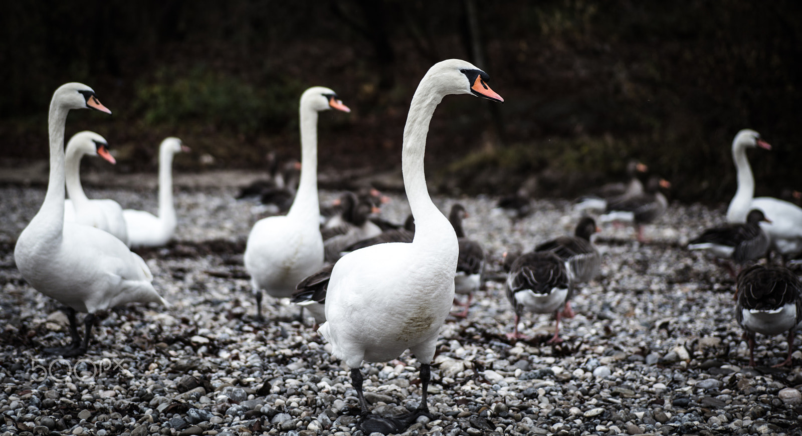 Canon EOS 5DS sample photo. Swan photography