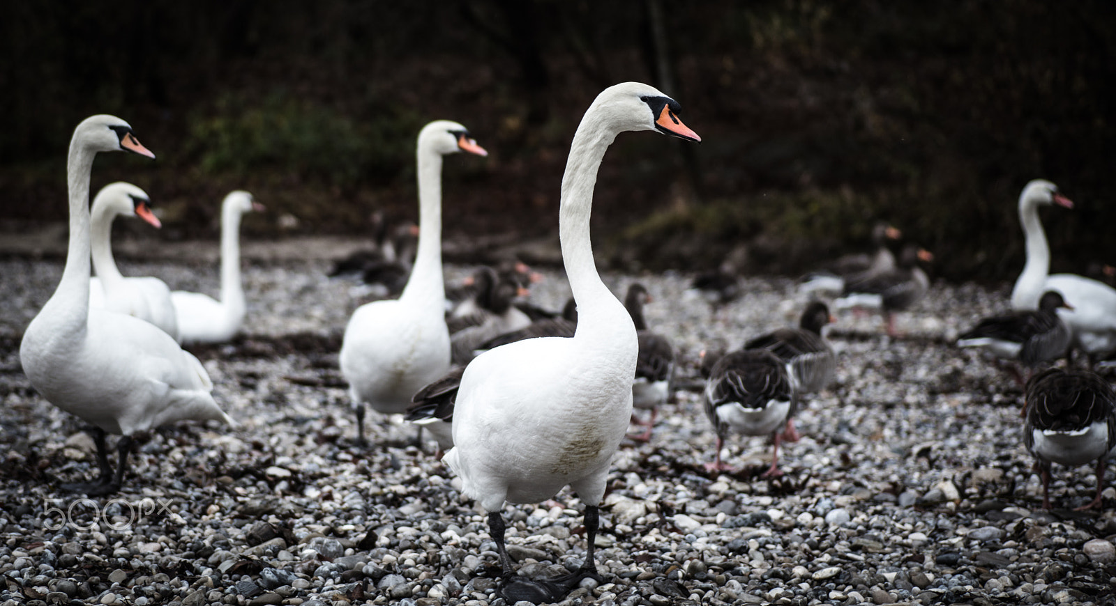 Canon EOS 5DS + Tamron SP AF 90mm F2.8 Di Macro sample photo. Swan photography