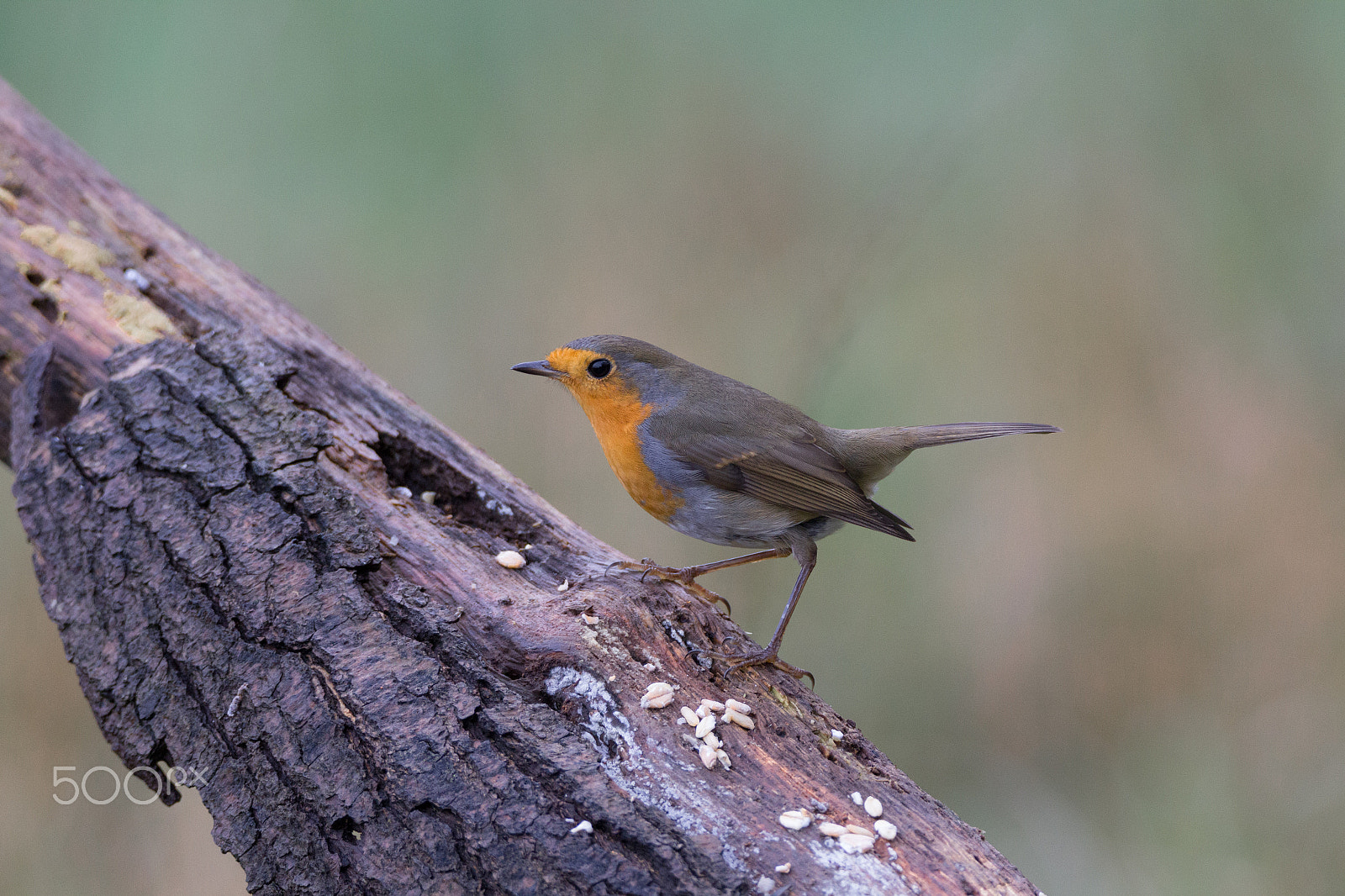 Tamron SP 150-600mm F5-6.3 Di VC USD sample photo. Robin redbreast photography