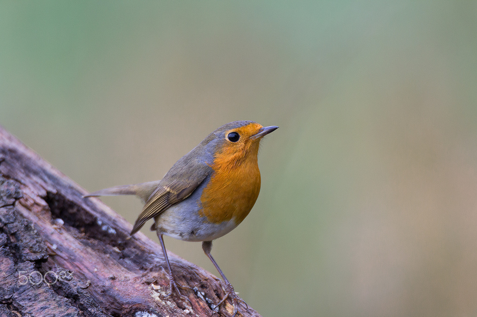 Tamron SP 150-600mm F5-6.3 Di VC USD sample photo. Robin redbreast photography