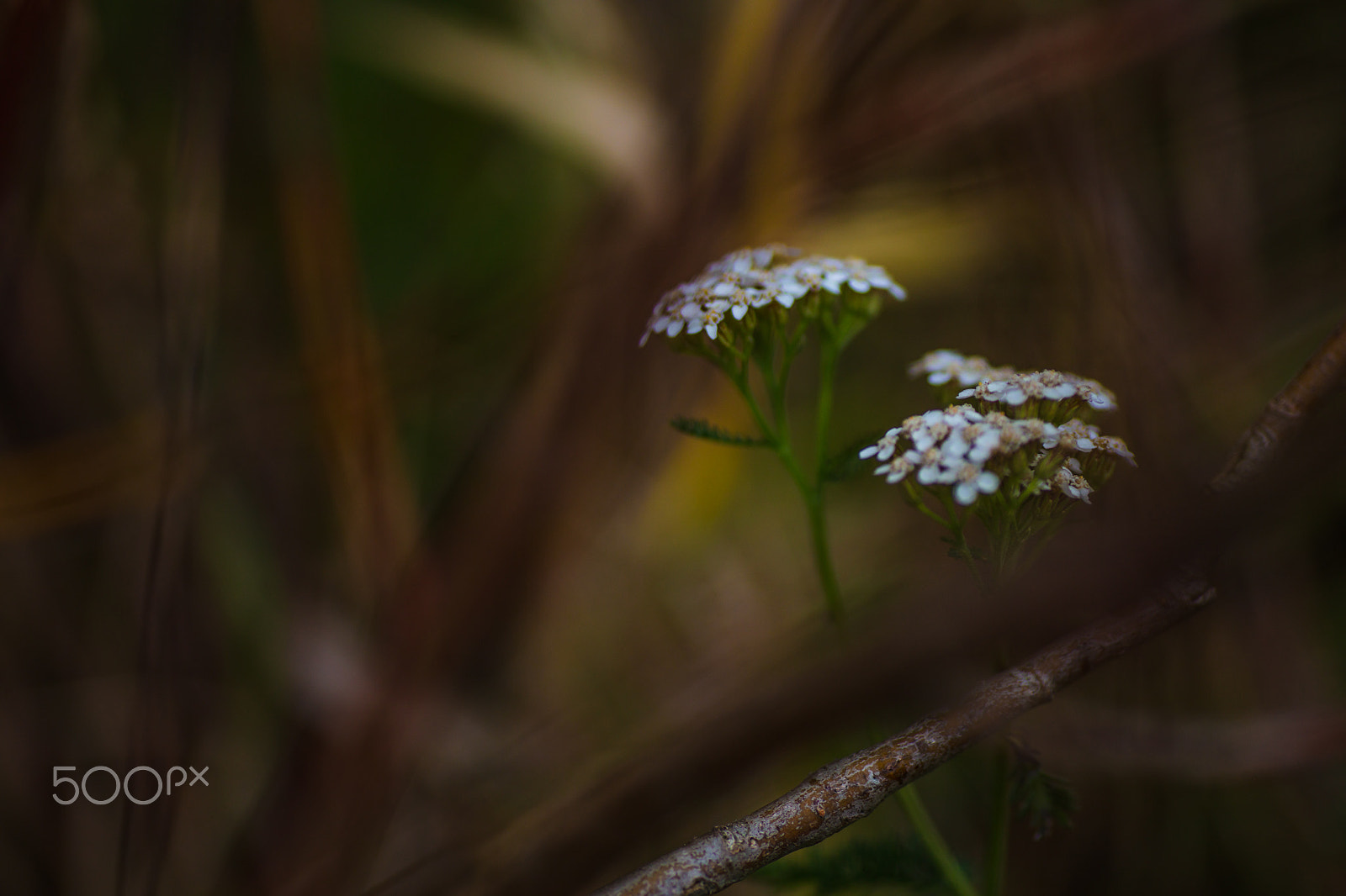 Canon EOS 5DS sample photo. Flower photography